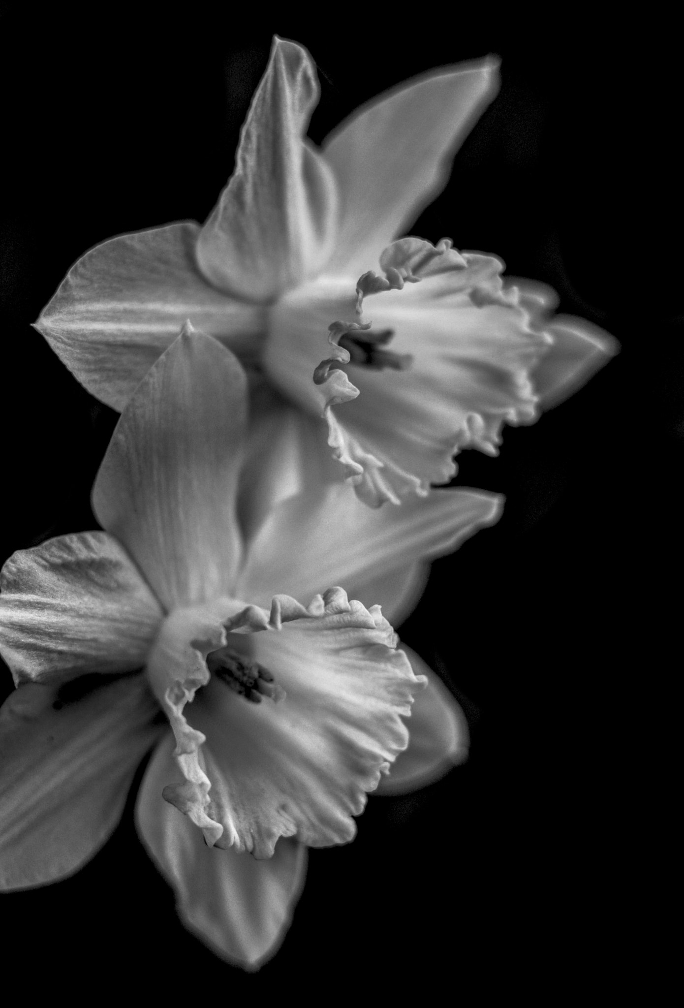 Canon EOS 760D (EOS Rebel T6s / EOS 8000D) sample photo. Double daffodil photography