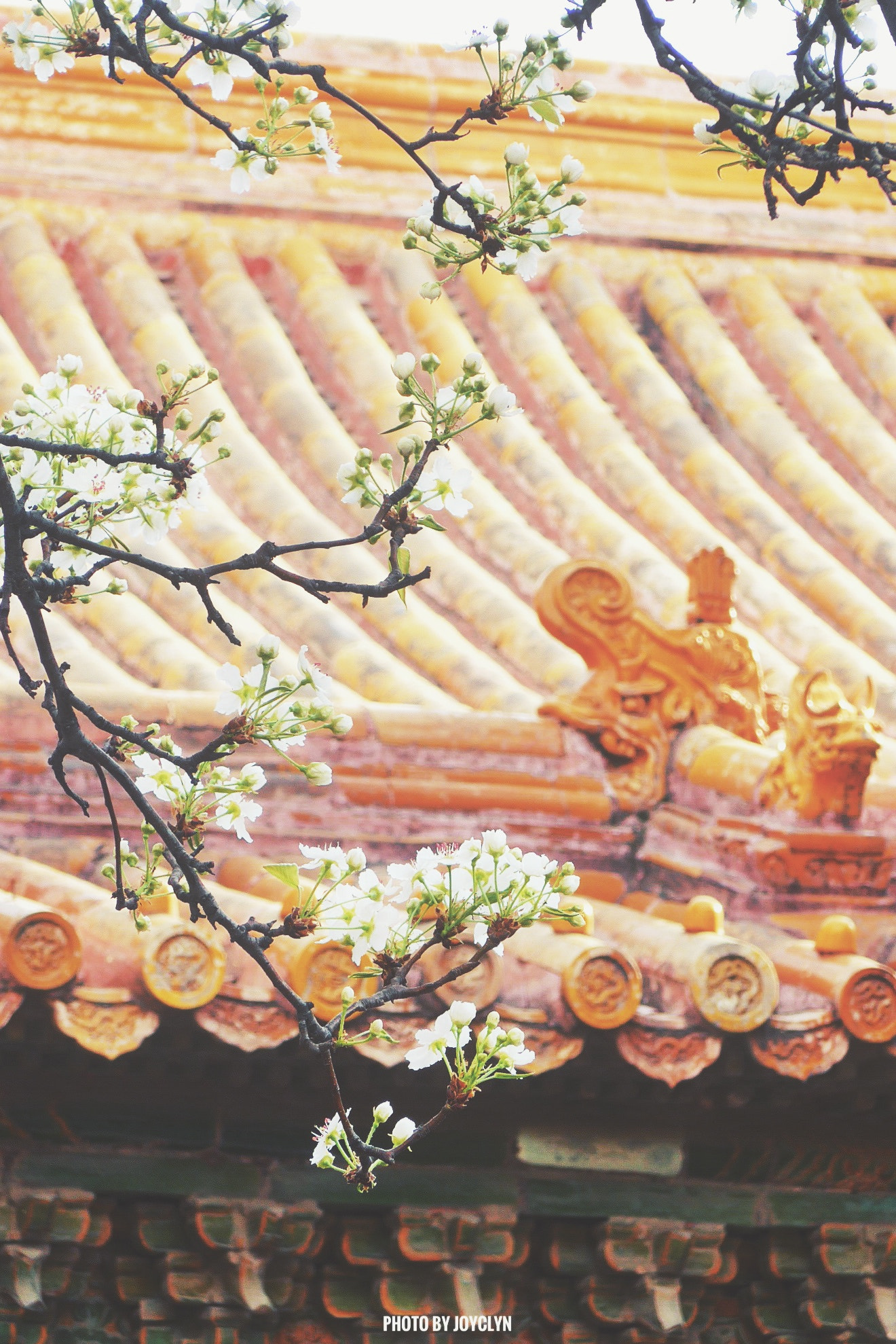 Leica C (Typ 112) sample photo. Pear blossom of the forbidden city photography