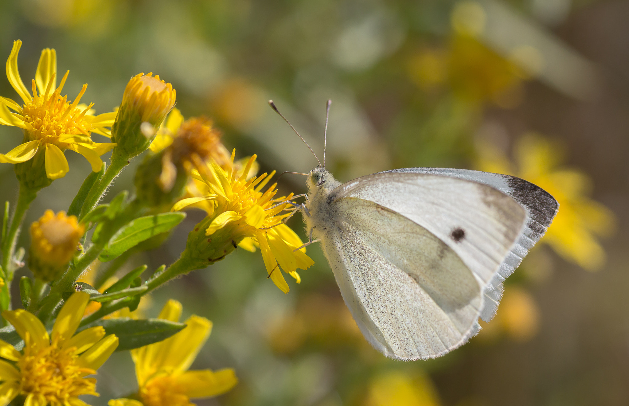Tamron SP AF 90mm F2.8 Di Macro sample photo. Yellow photography