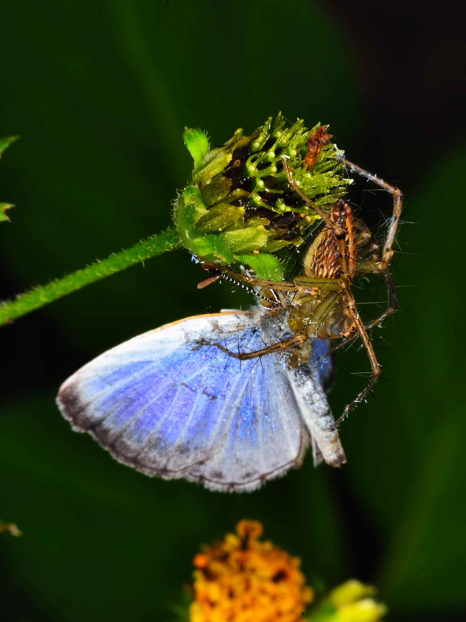 Nikon D800E sample photo. Predator photography