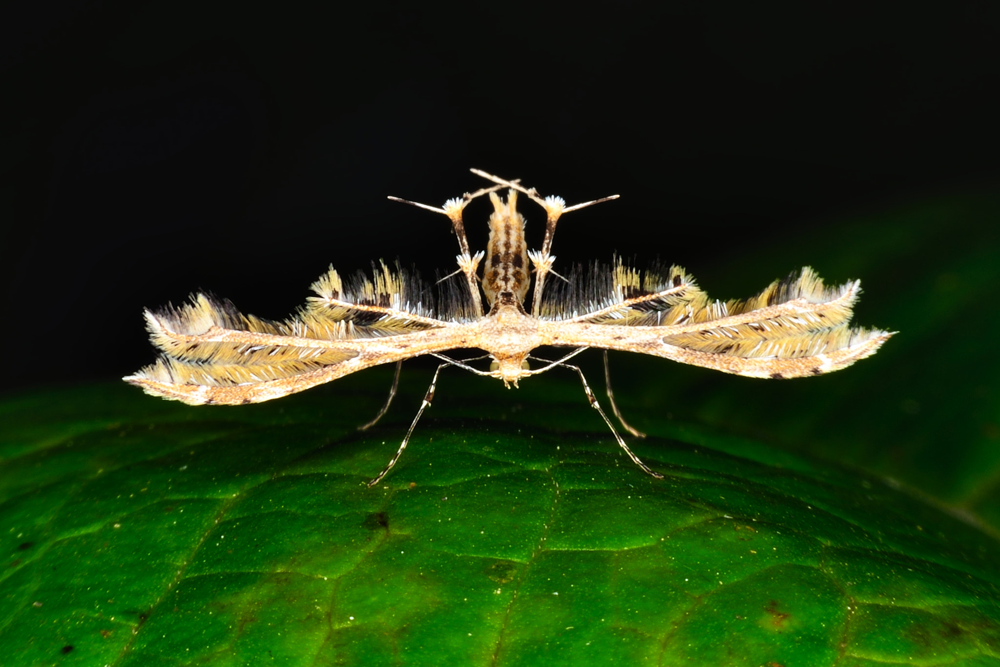 Nikon D800E sample photo. I can fly photography