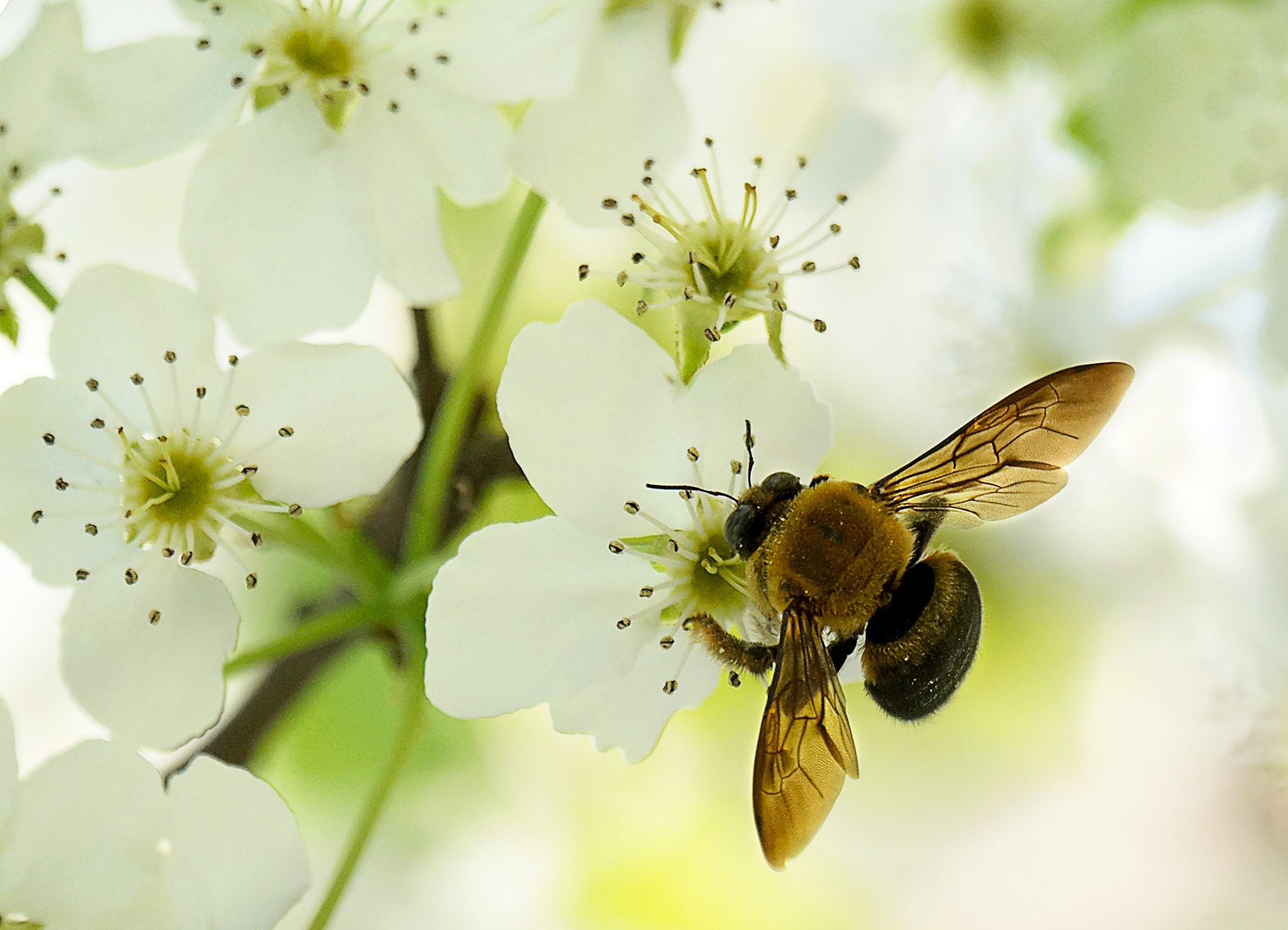 Sony 70-400mm F4-5.6 G SSM II sample photo. 梨花烂漫引蜂来 photography