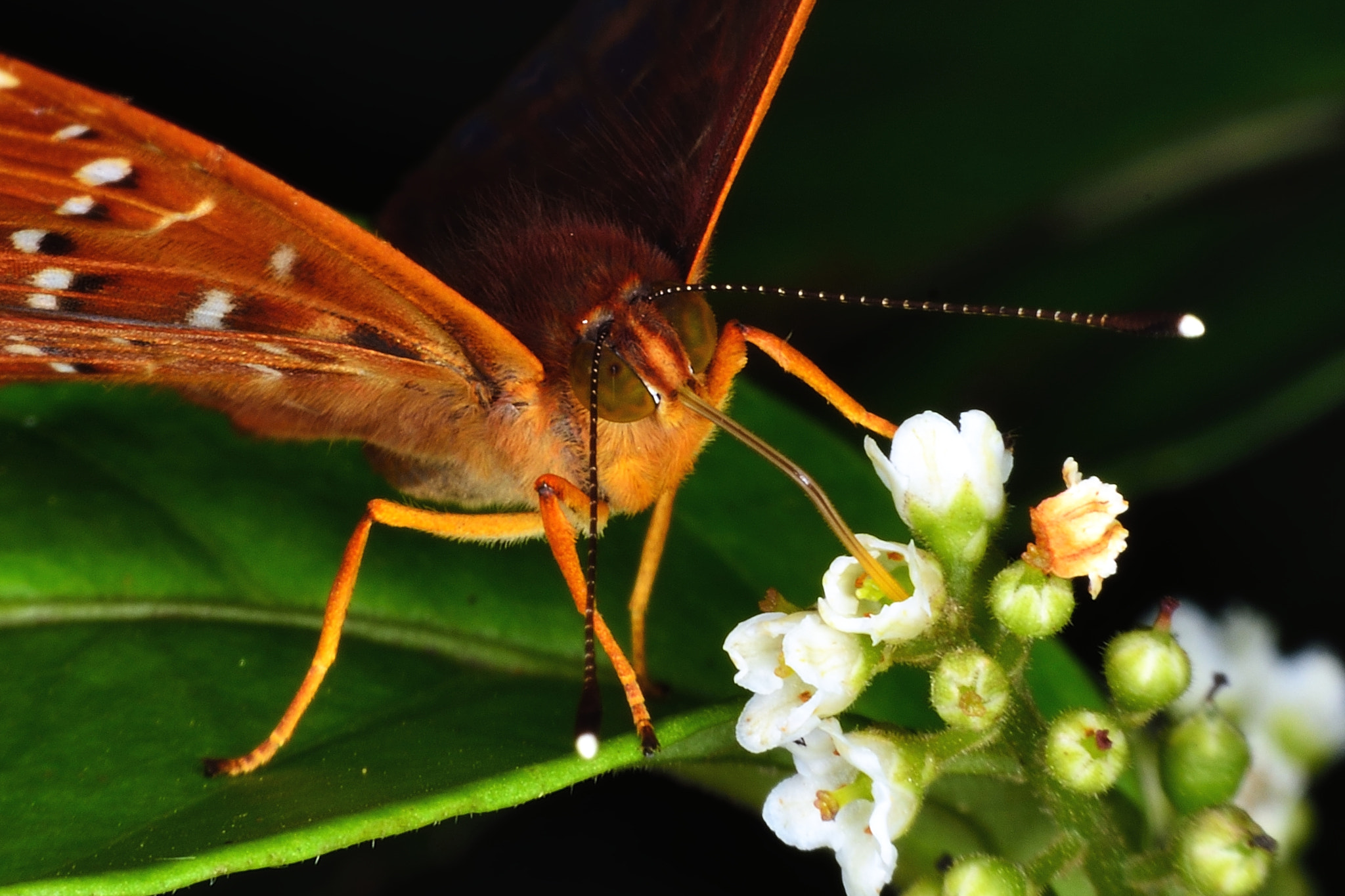 Nikon D800E sample photo. Tasty photography