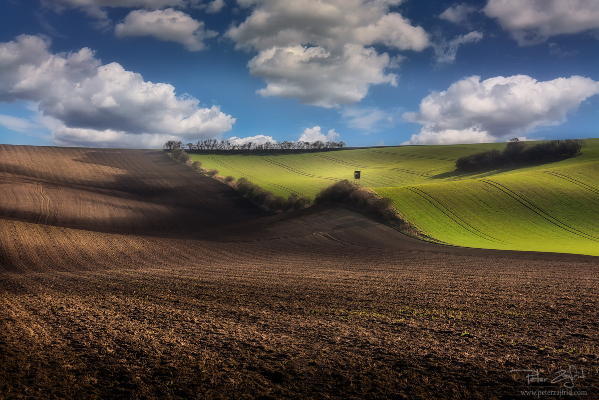 Nikon D810 sample photo. Looking up photography