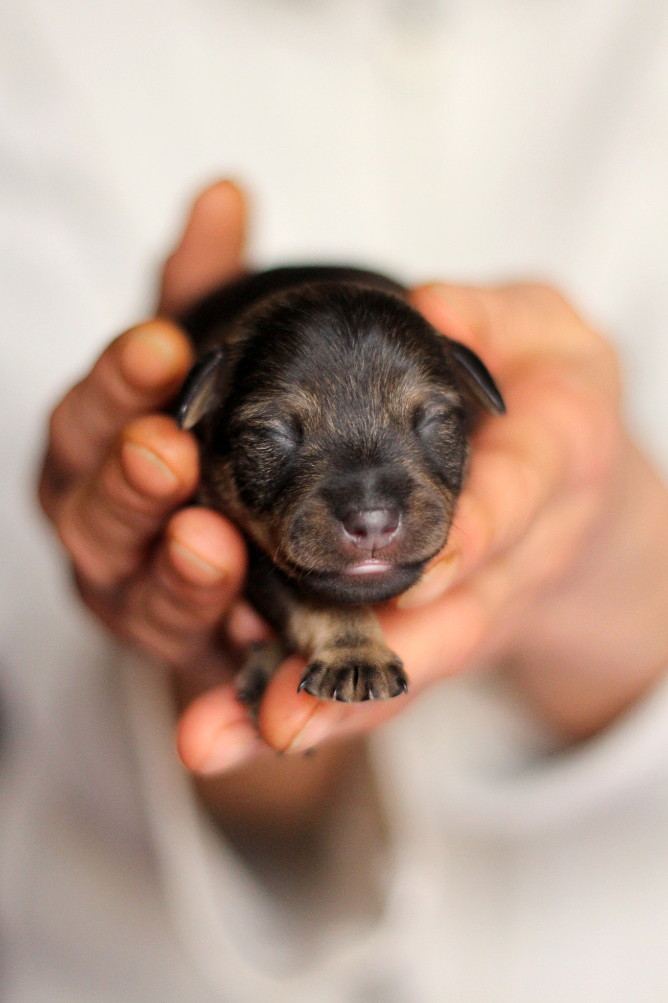 Canon EOS 700D (EOS Rebel T5i / EOS Kiss X7i) + Canon EF 50mm F1.8 II sample photo. Puppy photography