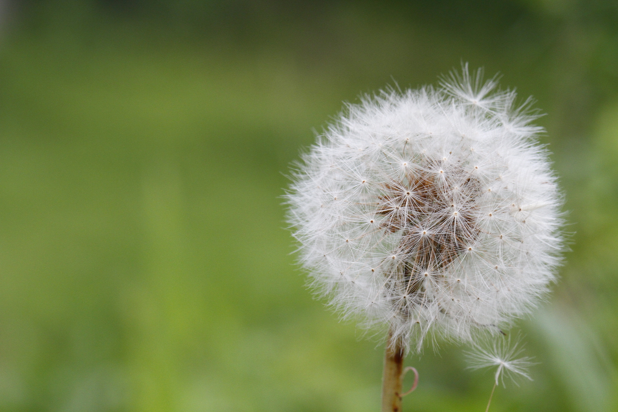 Canon EF 100mm F2.8 Macro USM sample photo. Mg photography