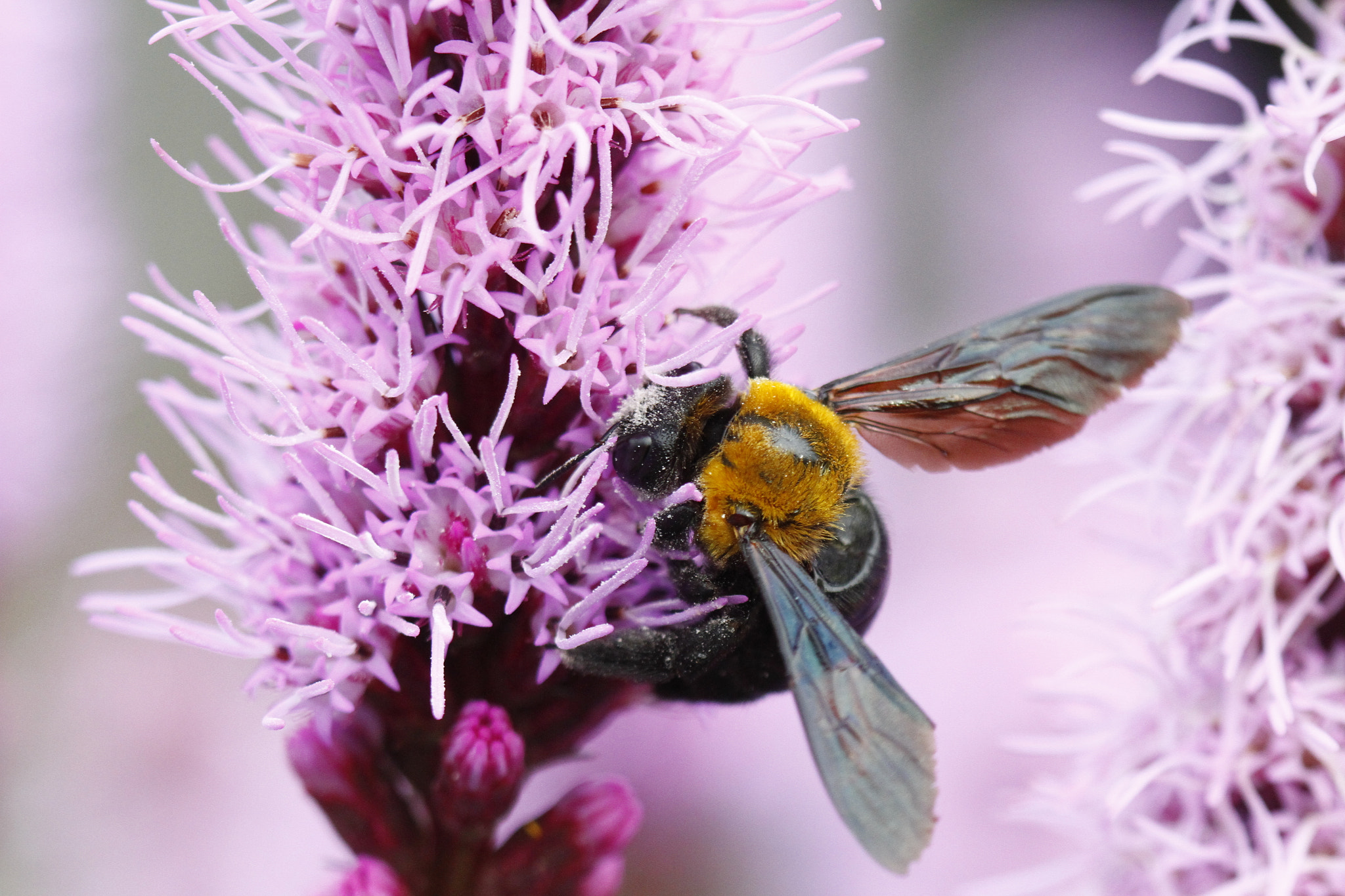 Canon EF 100mm F2.8 Macro USM sample photo. Mg photography