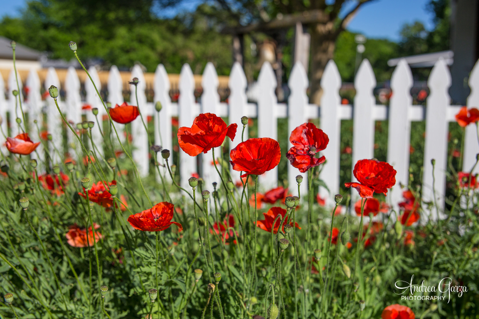 Canon EOS 6D sample photo. Poppies along a white picket fence photography
