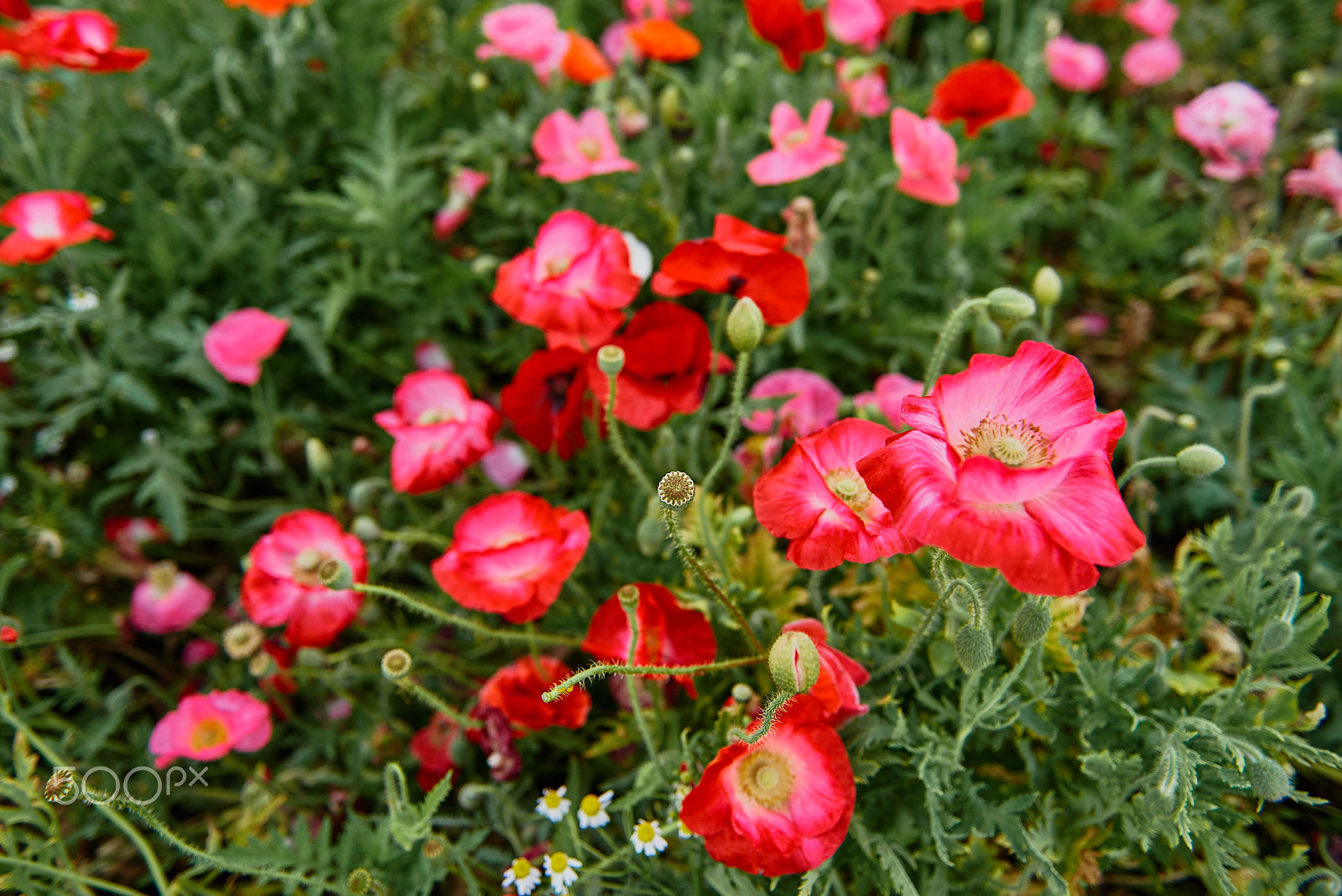 Nikon AF-S Nikkor 24-70mm F2.8G ED sample photo. Poppy photography