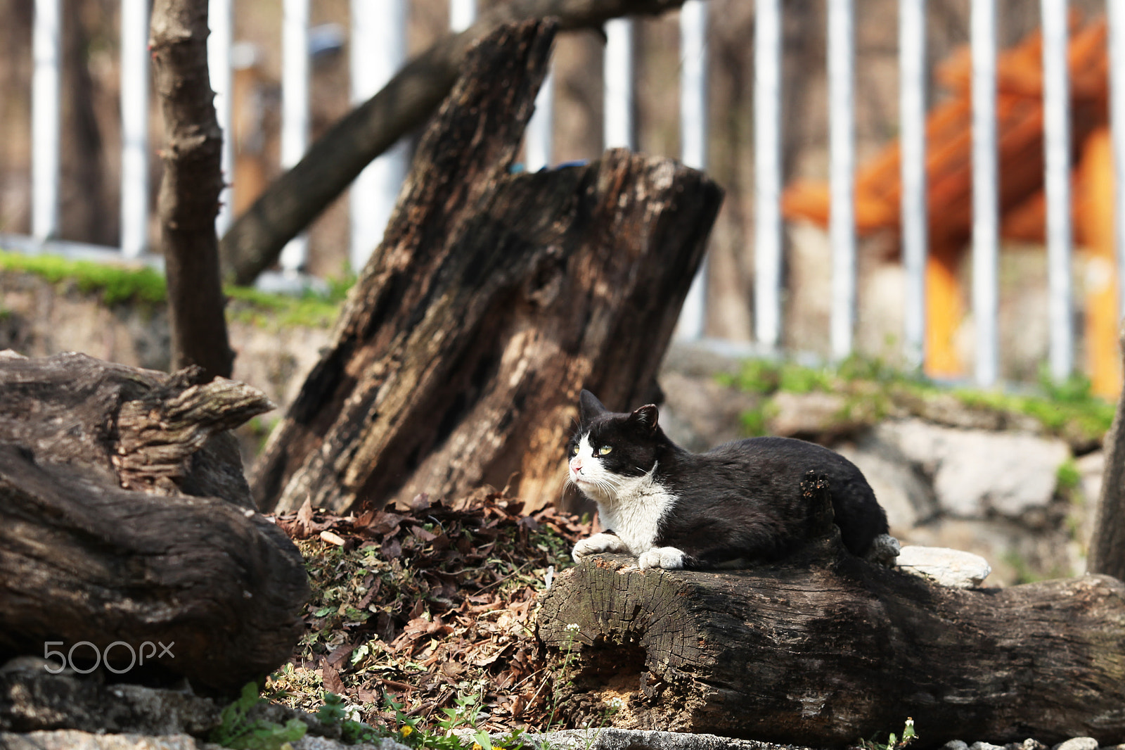 Canon EF 70-200mm F2.8L USM sample photo. Korea alley cat # 74 photography