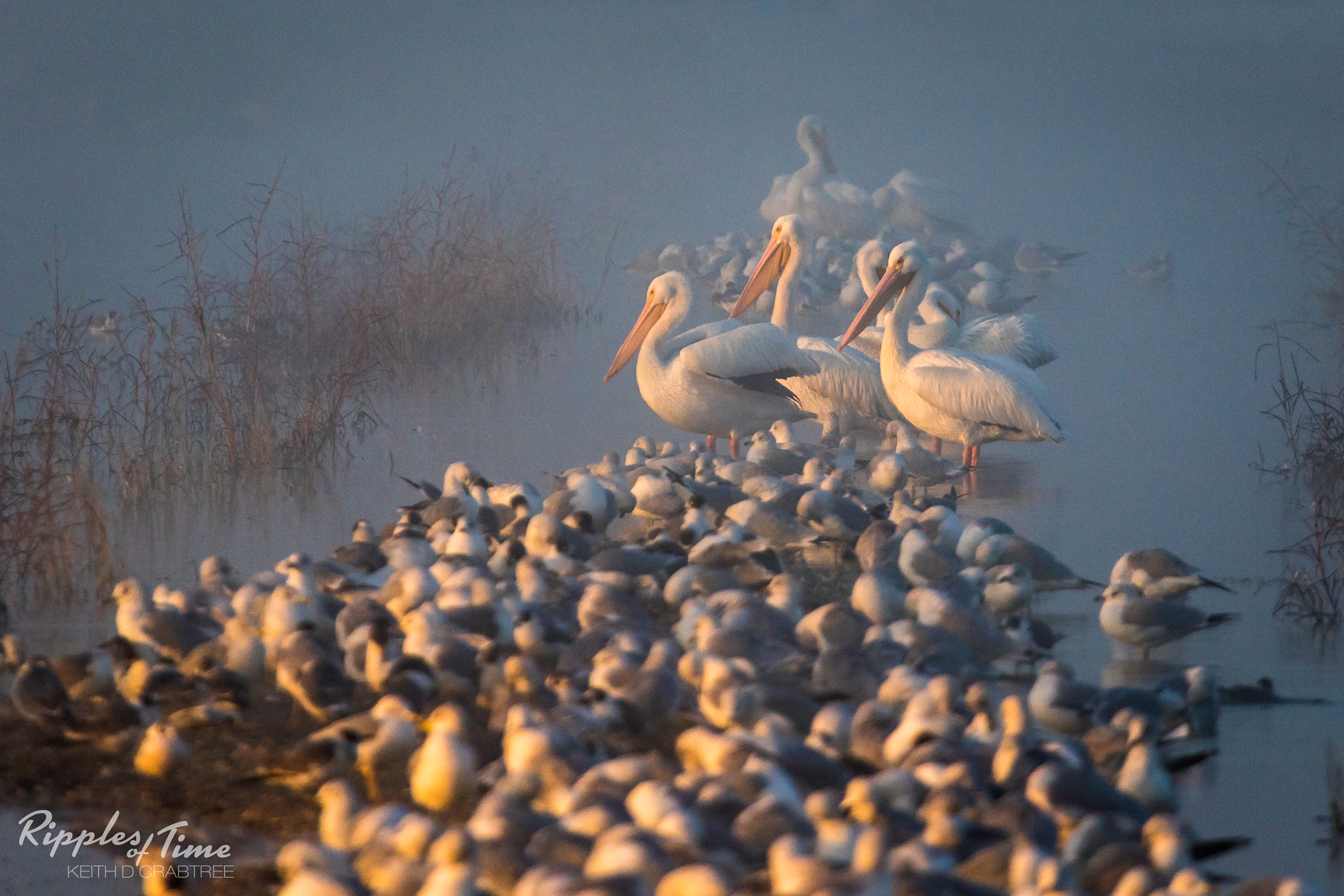 Canon EOS 7D Mark II + Canon EF 100-400mm F4.5-5.6L IS USM sample photo. Hanging with the gulls photography