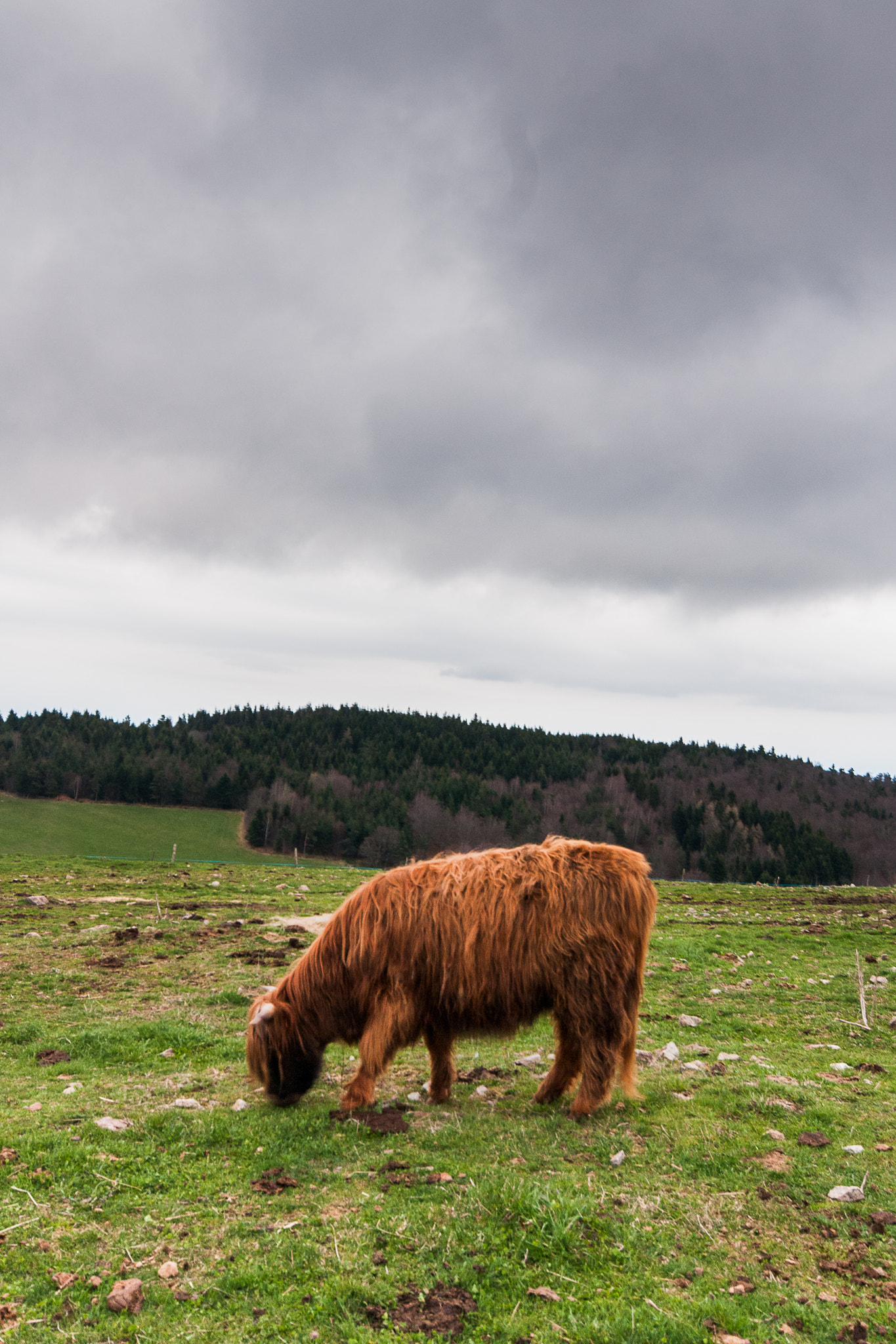 Sony Alpha DSLR-A700 sample photo. Highland cow 1 photography