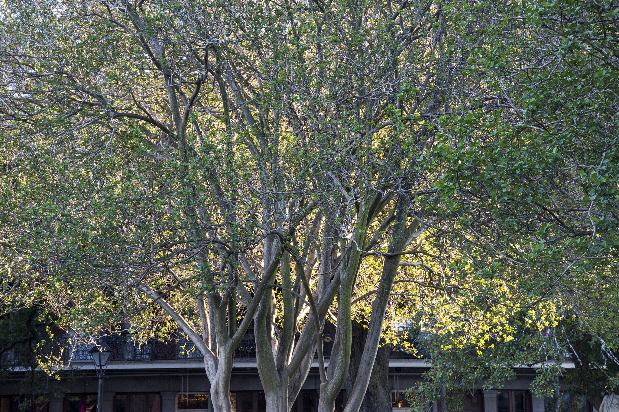 Nikon D7200 sample photo. Tree in new orleans at sunset photography