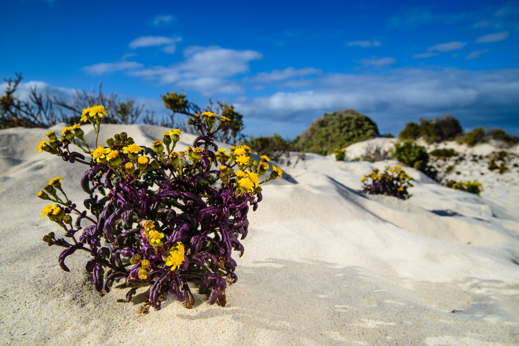 Nikon D800 sample photo. Moqueguirre hediondo (senecio leucanthemifolius) photography
