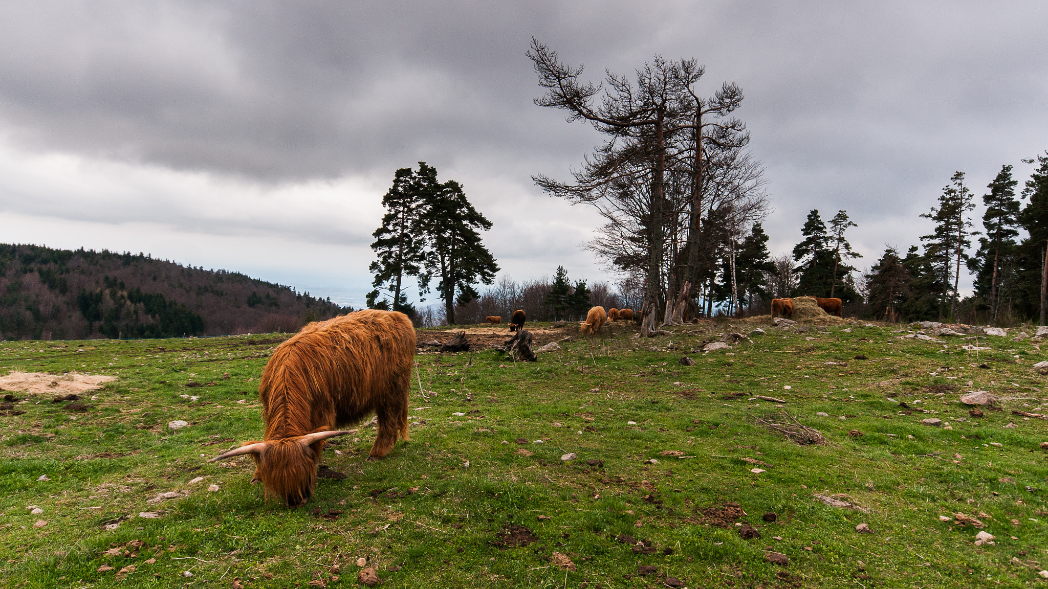 Sony Alpha DSLR-A700 + Minolta AF 28-80mm F3.5-5.6 II sample photo. Highland cow 2 photography