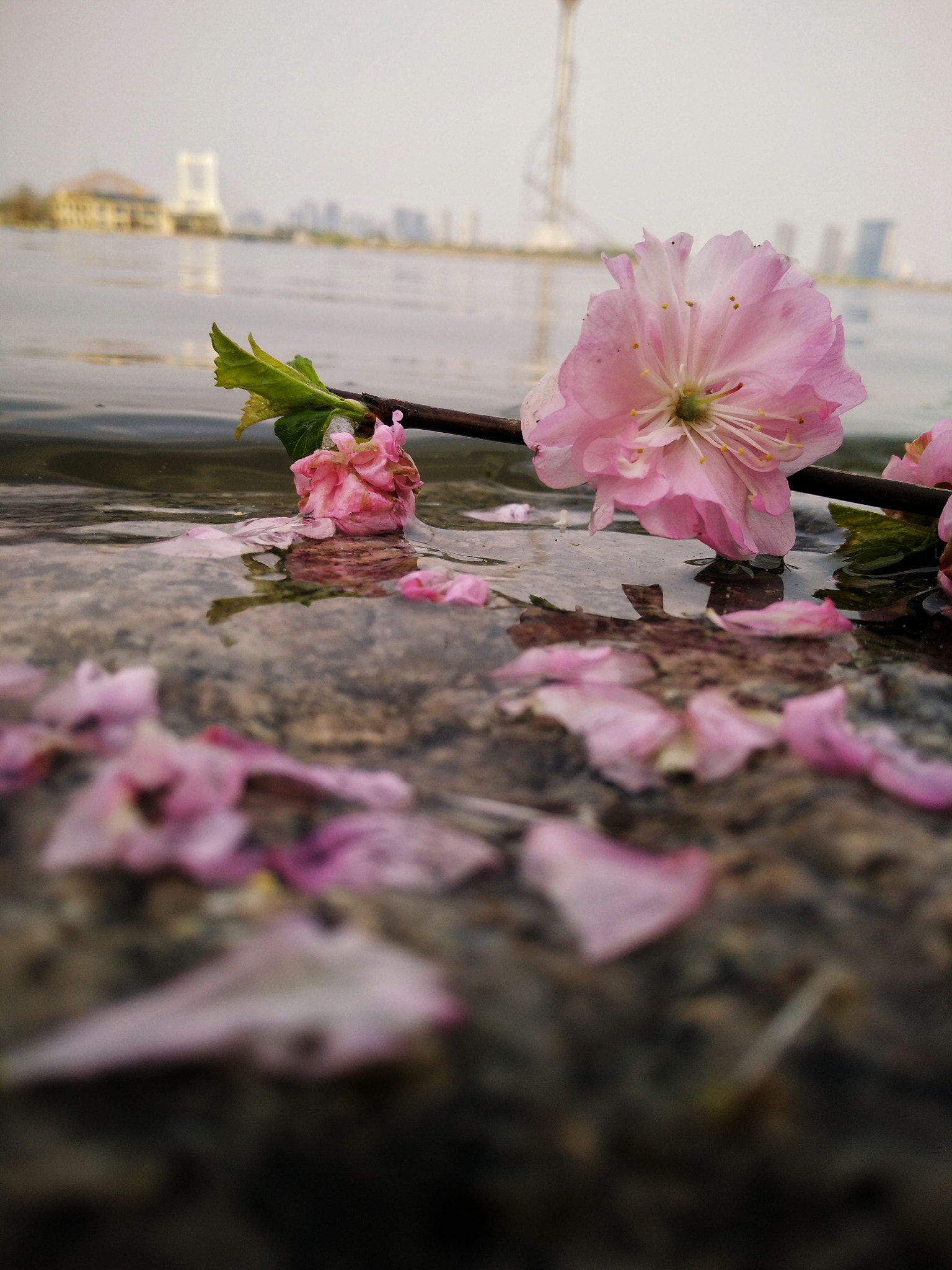 OPPO A53 sample photo