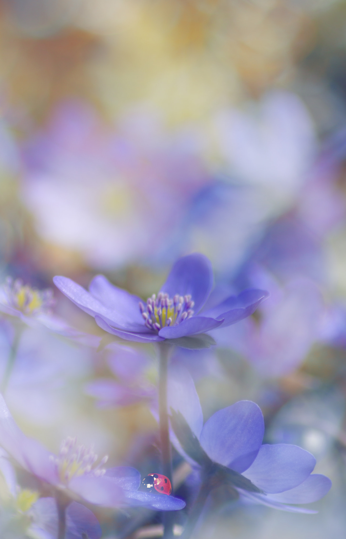 Tamron AF 70-300mm F4-5.6 LD Macro 1:2 sample photo. To the top yet  bit photography