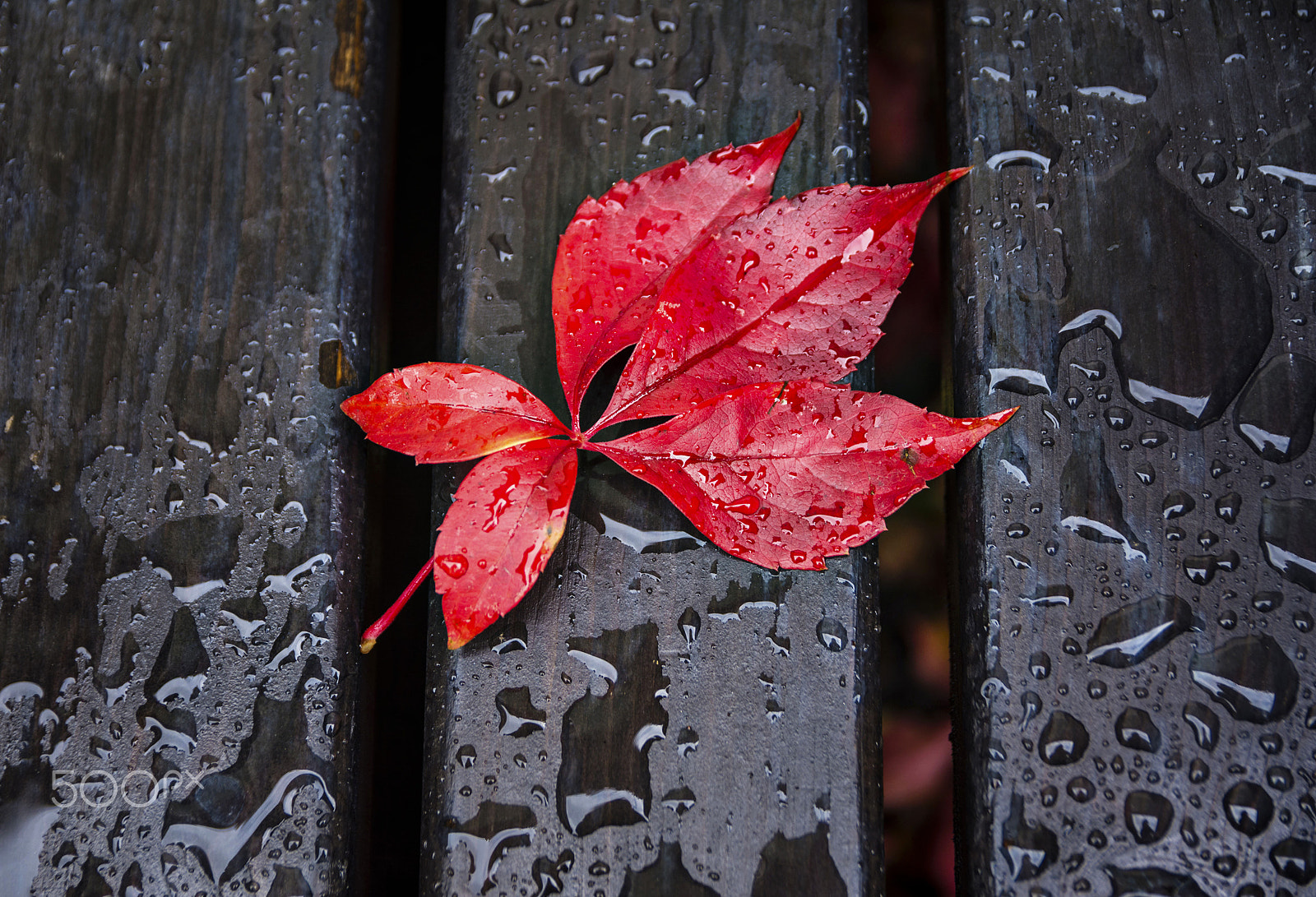 Nikon D7100 sample photo. Rain drops, red leaf photography