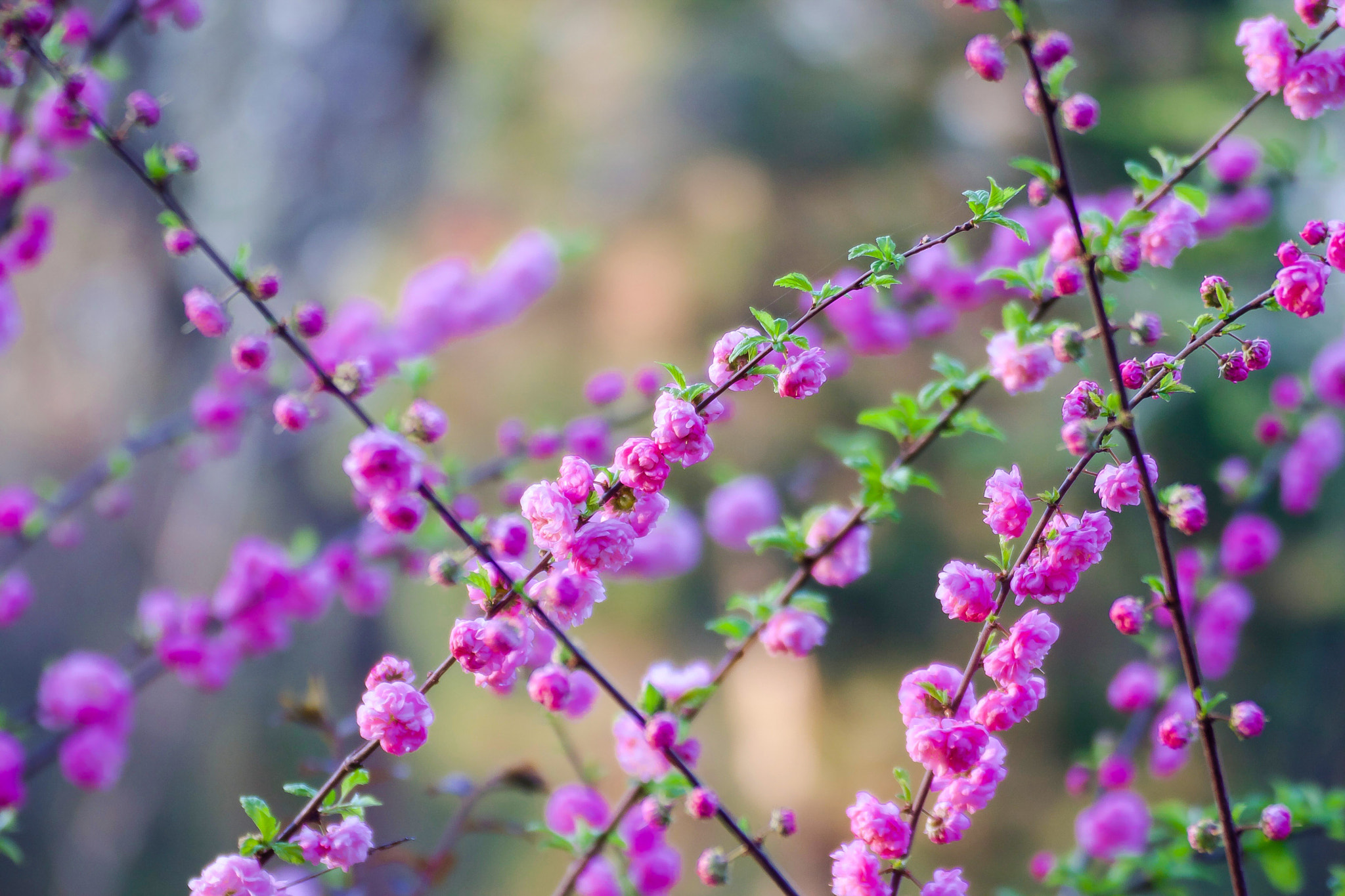 Canon EOS 40D + Tamron SP 35mm F1.8 Di VC USD sample photo. Spring blossom photography