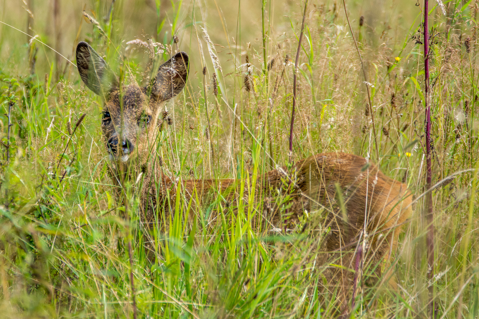 Nikon D7200 + Sigma 150-600mm F5-6.3 DG OS HSM | C sample photo. Ree in gras photography