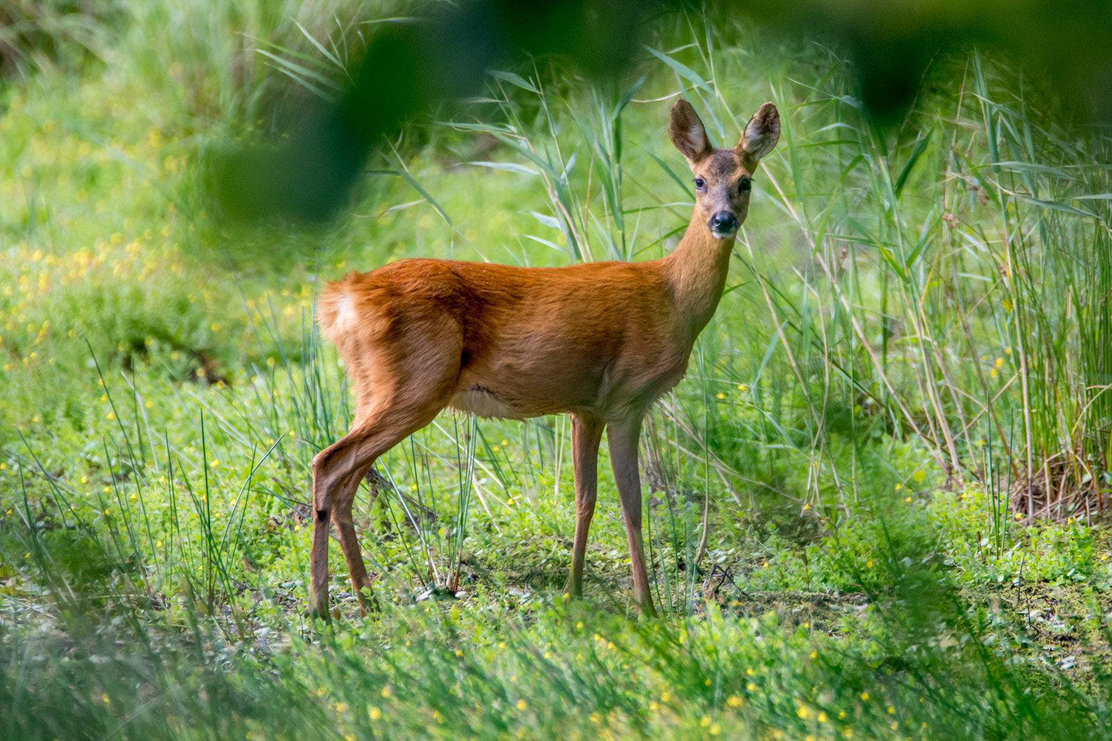 Sigma 150-600mm F5-6.3 DG OS HSM | C sample photo. Ree photography