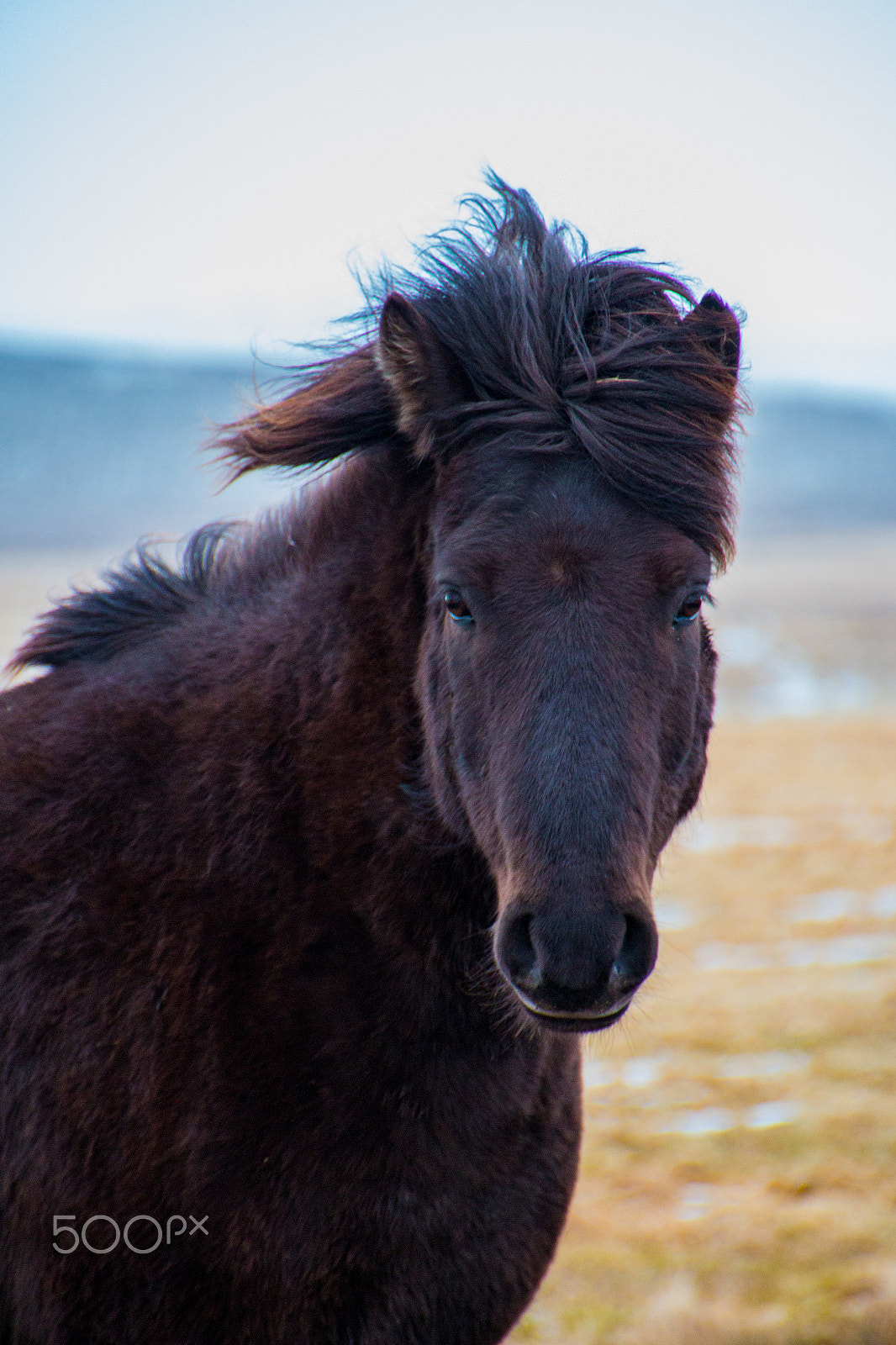 Canon EOS 70D sample photo. Icelandic pony photography