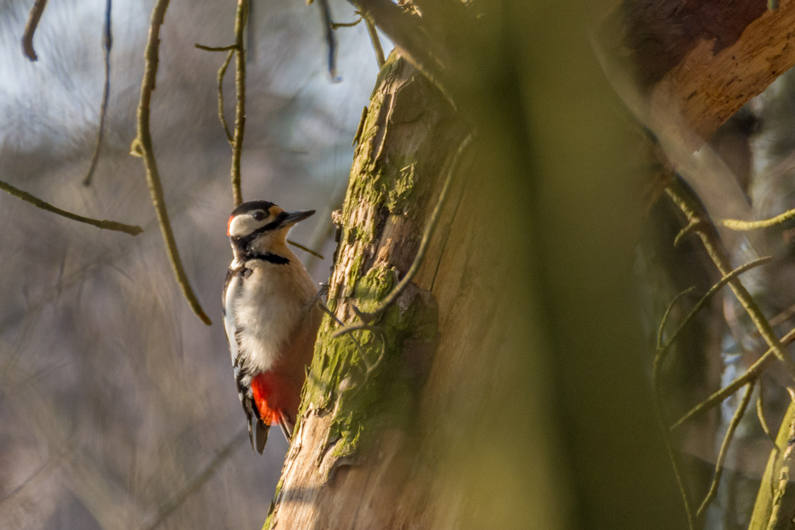 Sigma 150-600mm F5-6.3 DG OS HSM | C sample photo. Grote bonte specht photography
