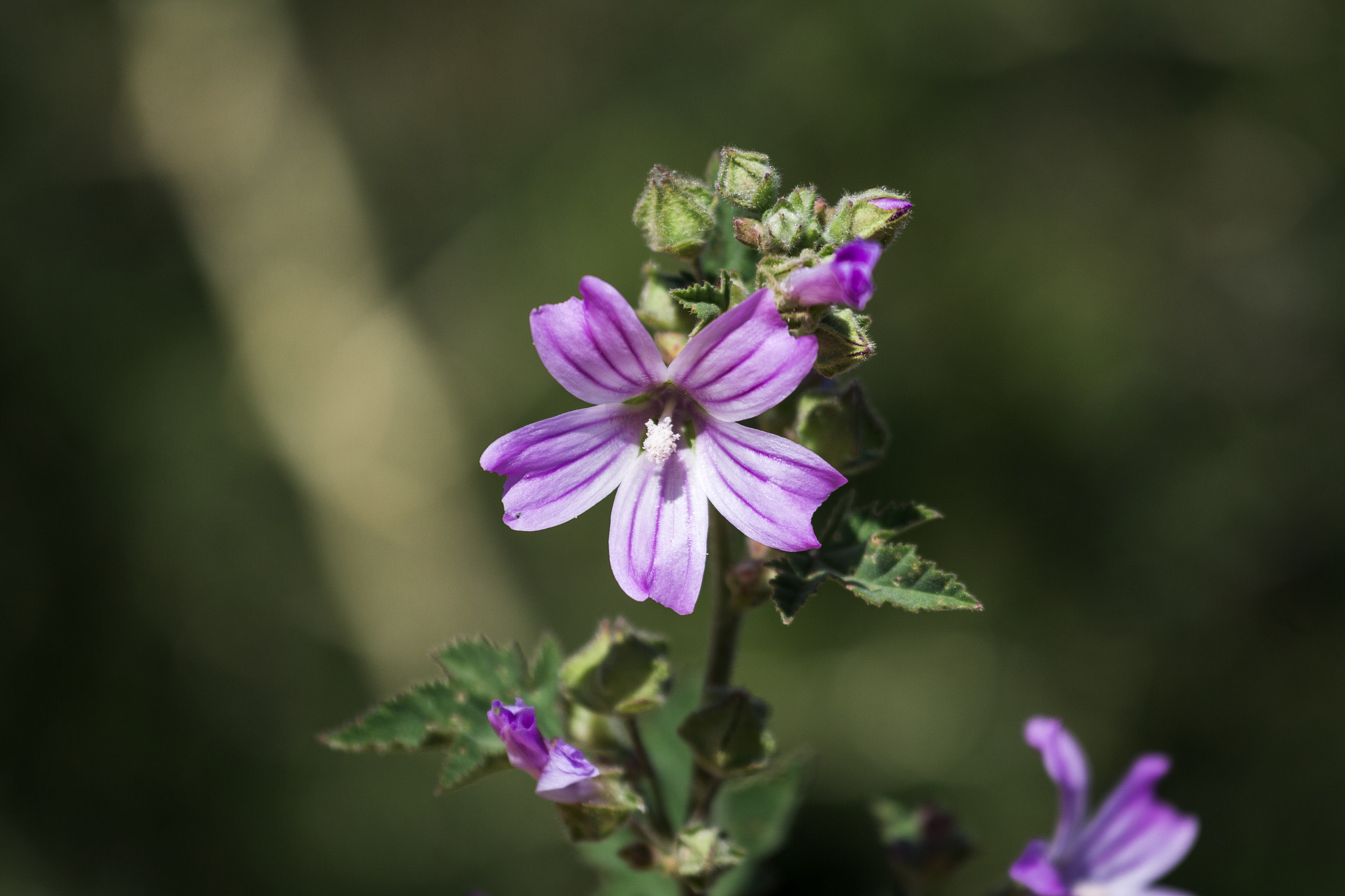 Canon EOS 70D + Canon EF 70-200mm F4L IS USM sample photo. Wild flower photography