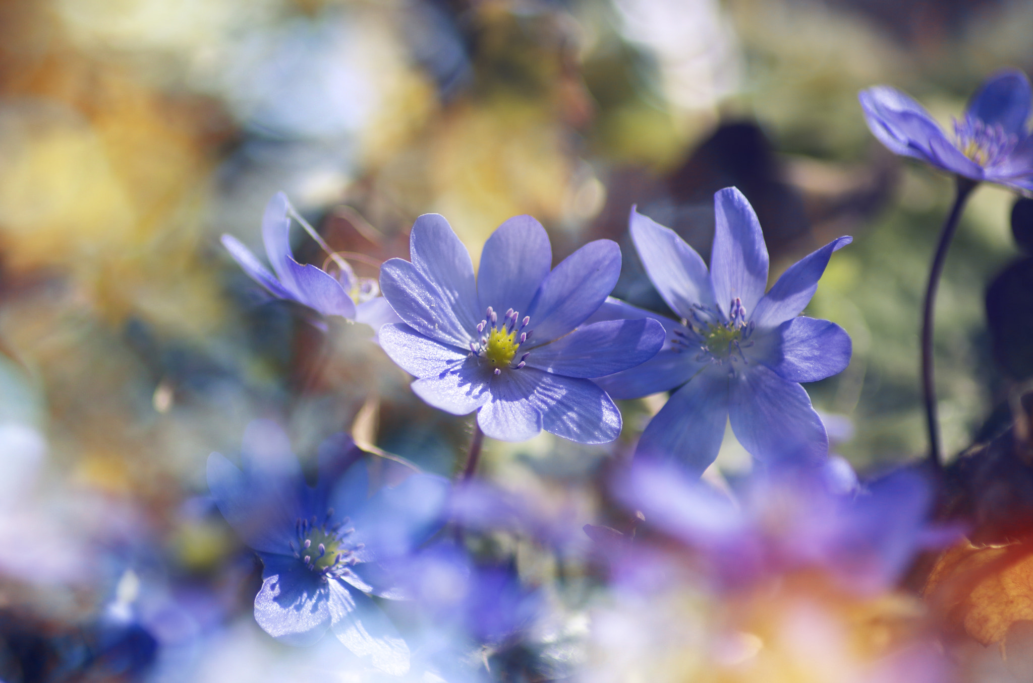 Tamron AF 70-300mm F4-5.6 LD Macro 1:2 sample photo. The spring has come photography