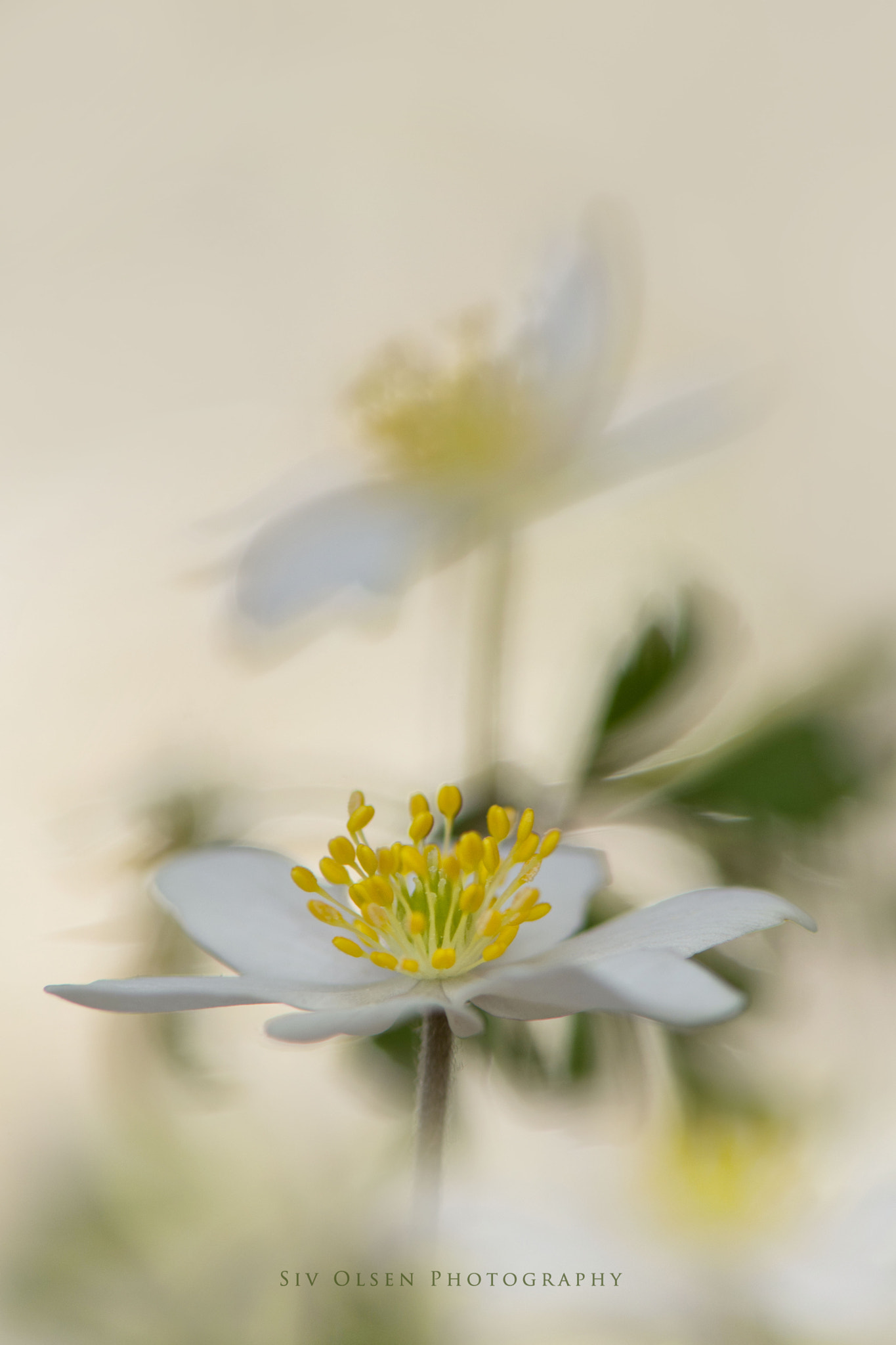 Nikon AF-S Micro-Nikkor 105mm F2.8G IF-ED VR sample photo. ~ springtime ~ photography