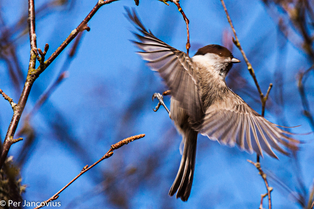 Canon EOS 40D + Tamron SP 150-600mm F5-6.3 Di VC USD sample photo. Marsh tit photography