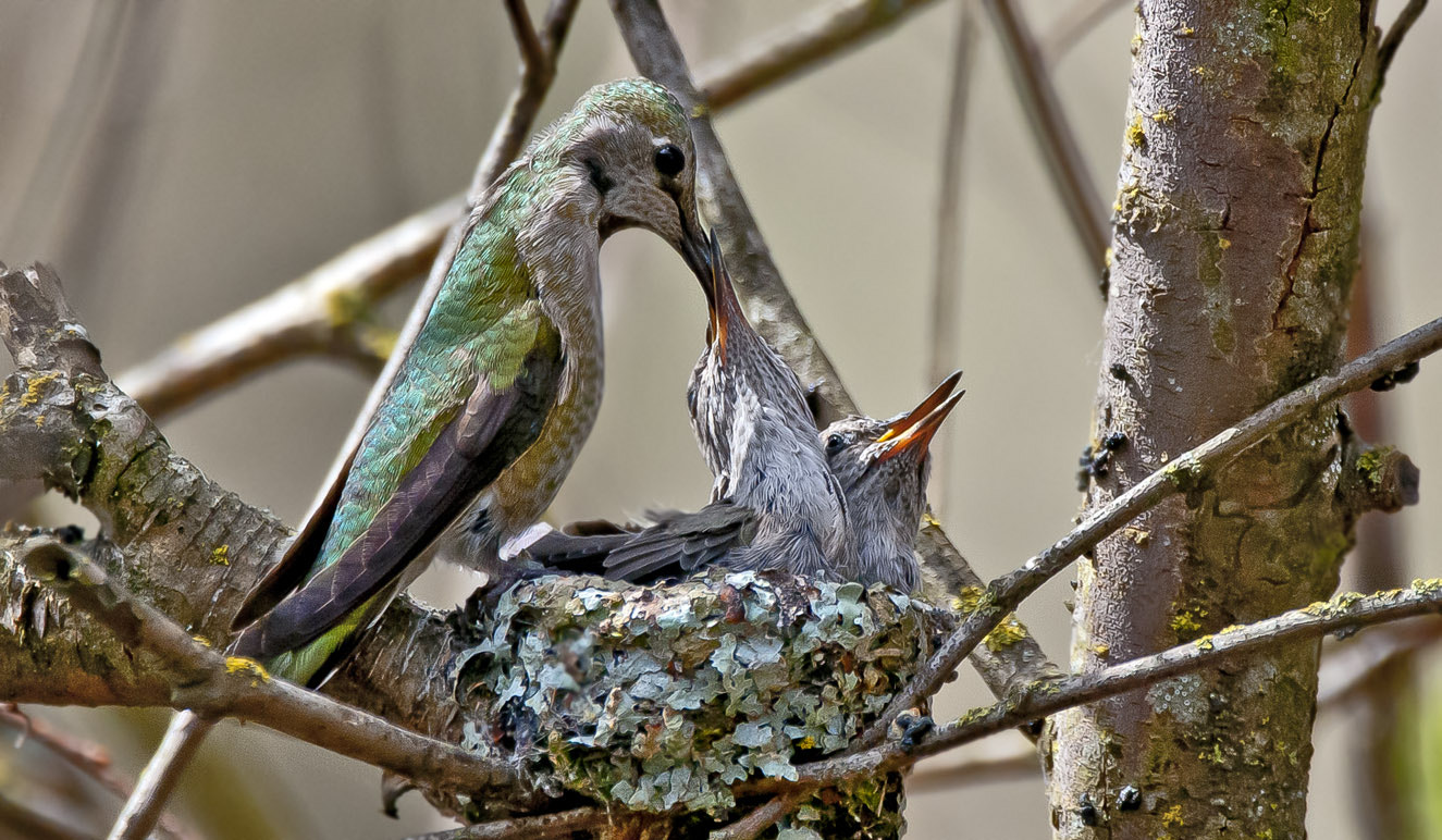 Nikon D300 sample photo. Feeding time photography