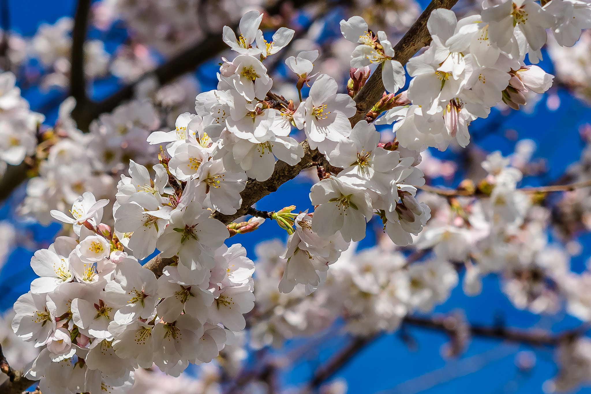 Nikon AF-S Nikkor 24-70mm F2.8G ED sample photo. Spring blossoms photography