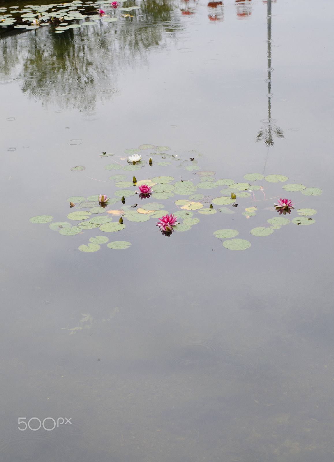 Nikon D5100 sample photo. Water lilies photography