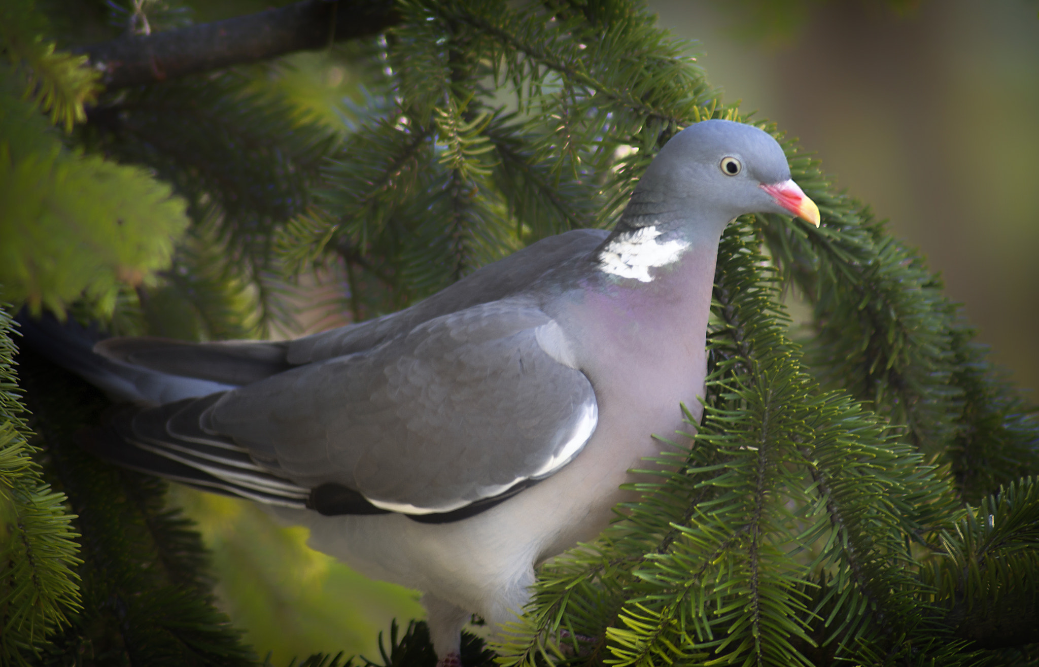 Tamron AF 70-300mm F4-5.6 LD Macro 1:2 sample photo. Near the nature photography