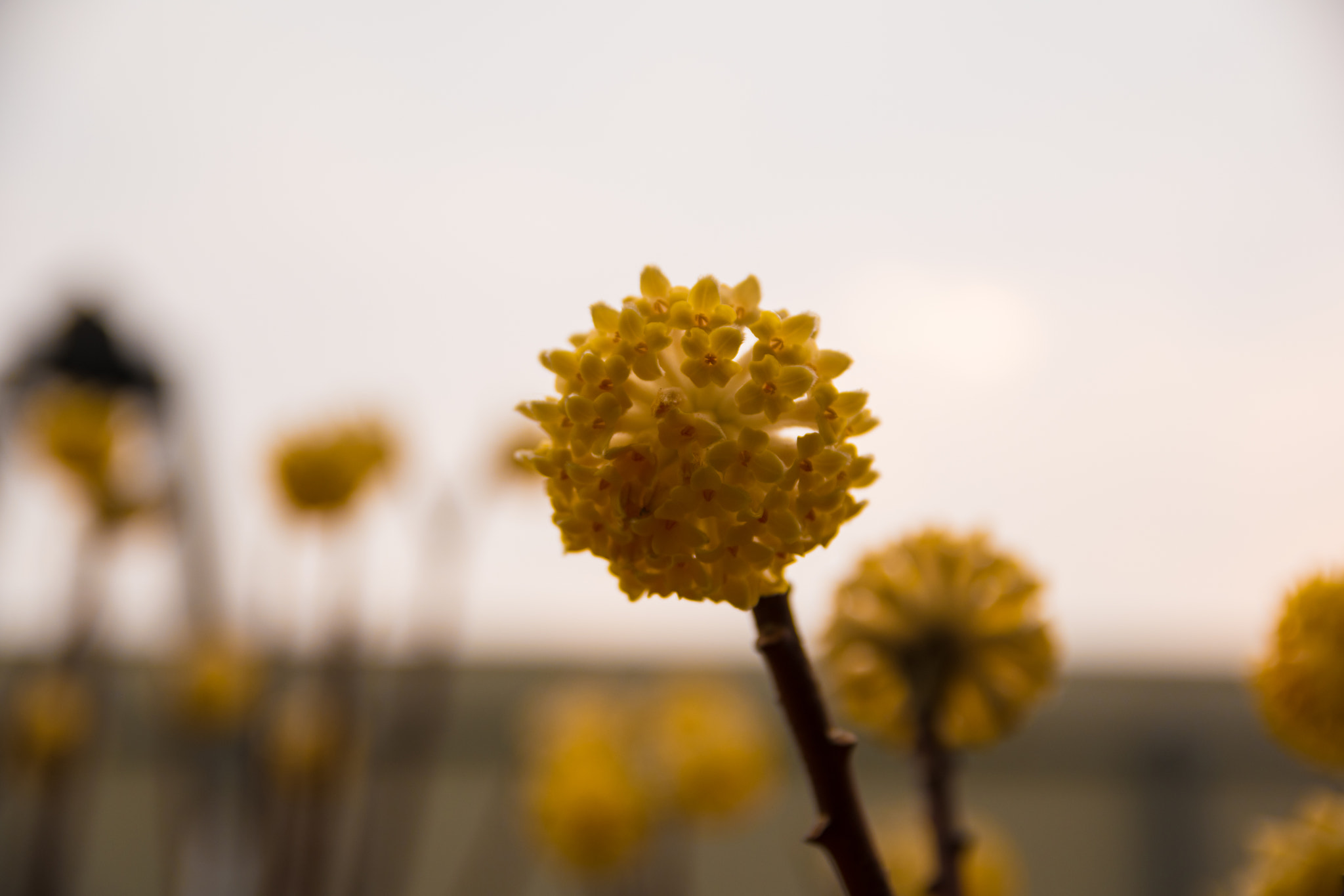 Sigma 17-50mm F2.8 EX DC OS HSM sample photo. Sha photography