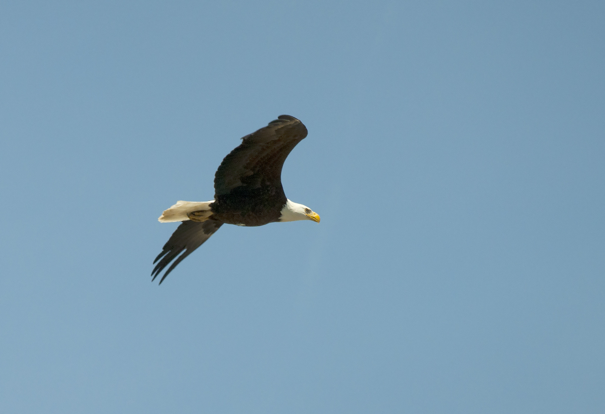 Nikon D5000 sample photo. Bald eagle in flight photography