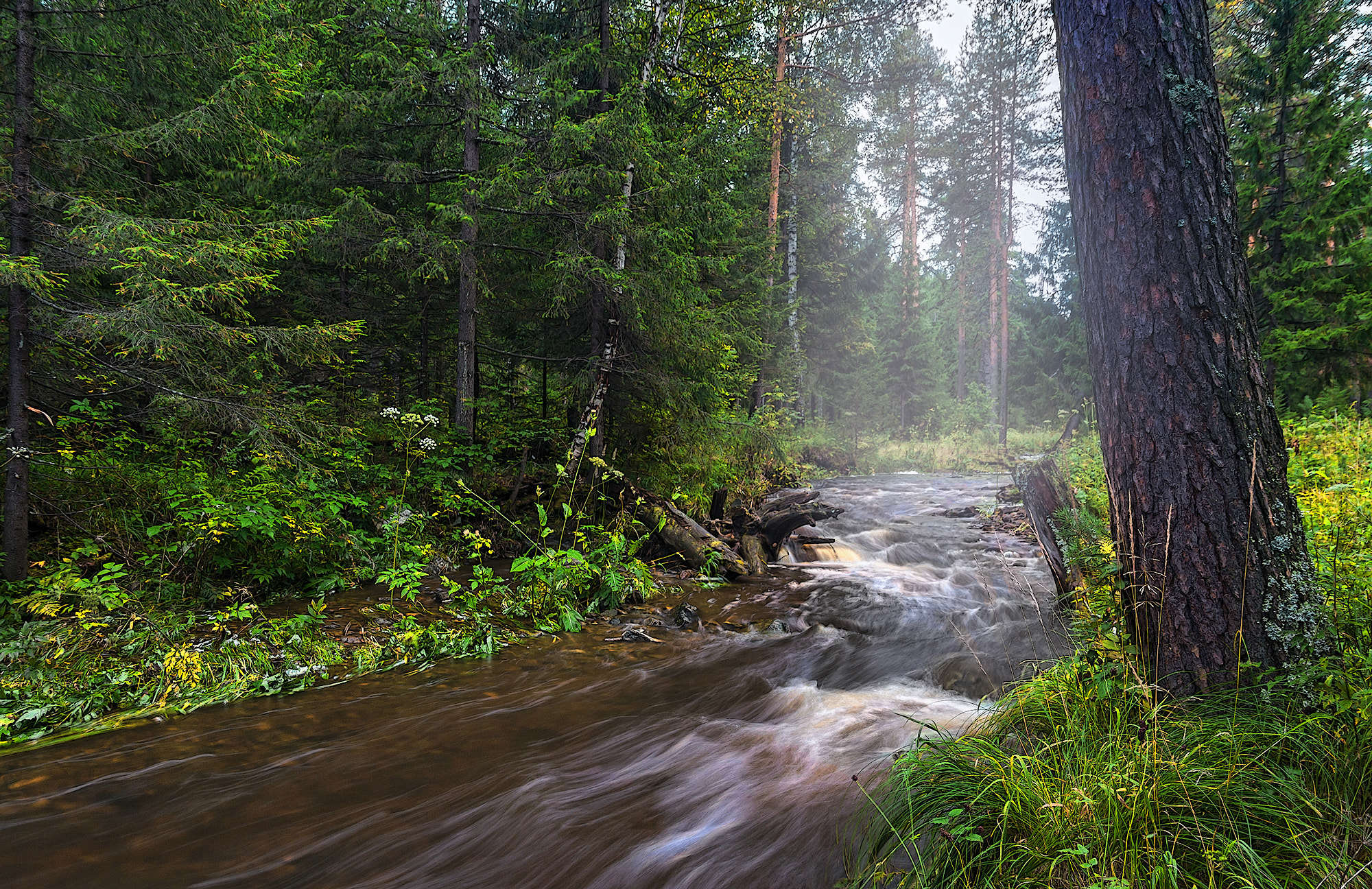 Nikon D7100 sample photo. После дождя photography