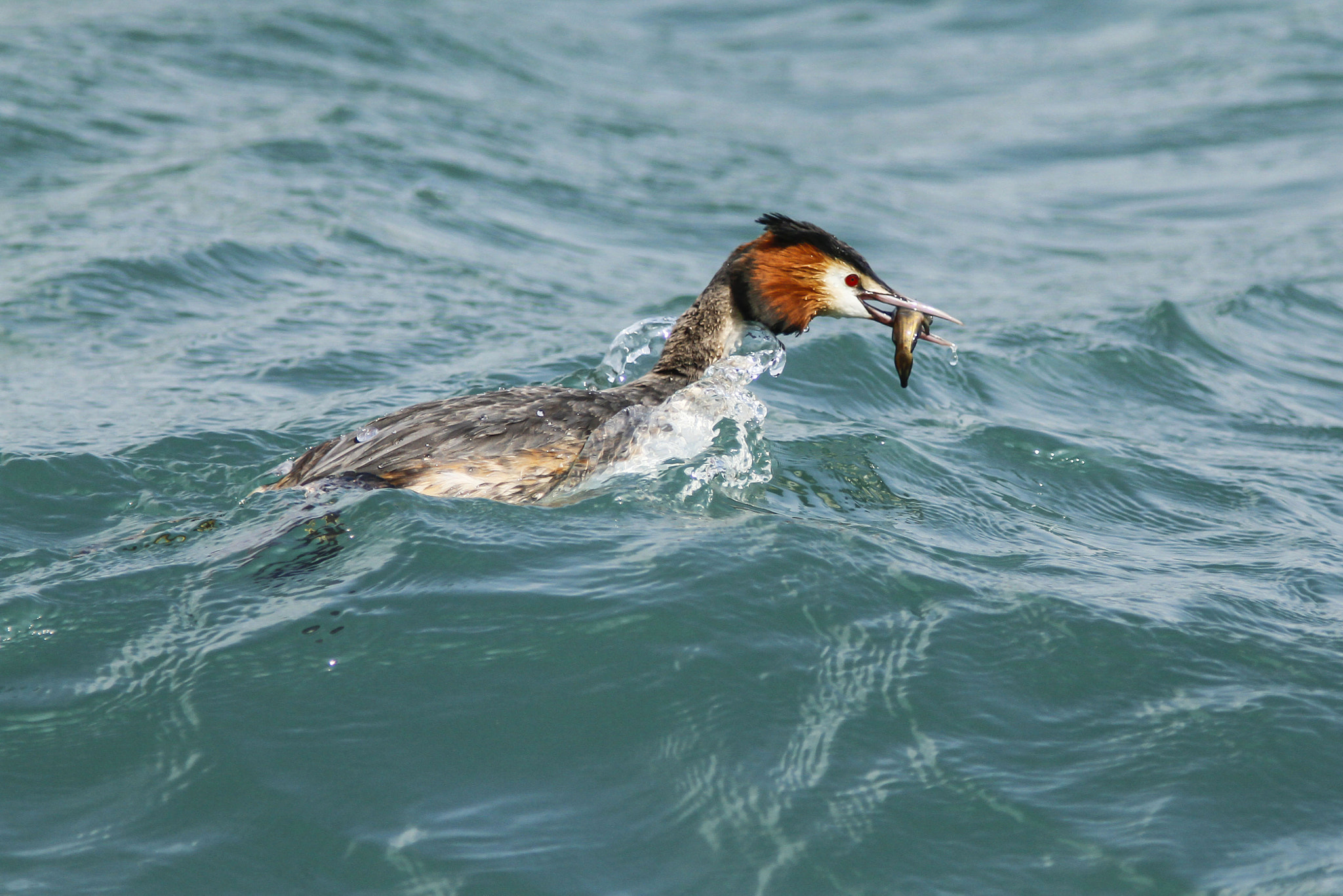 Canon EF 300mm f/4L + 1.4x sample photo. Great crested grebe swimming with fish photography