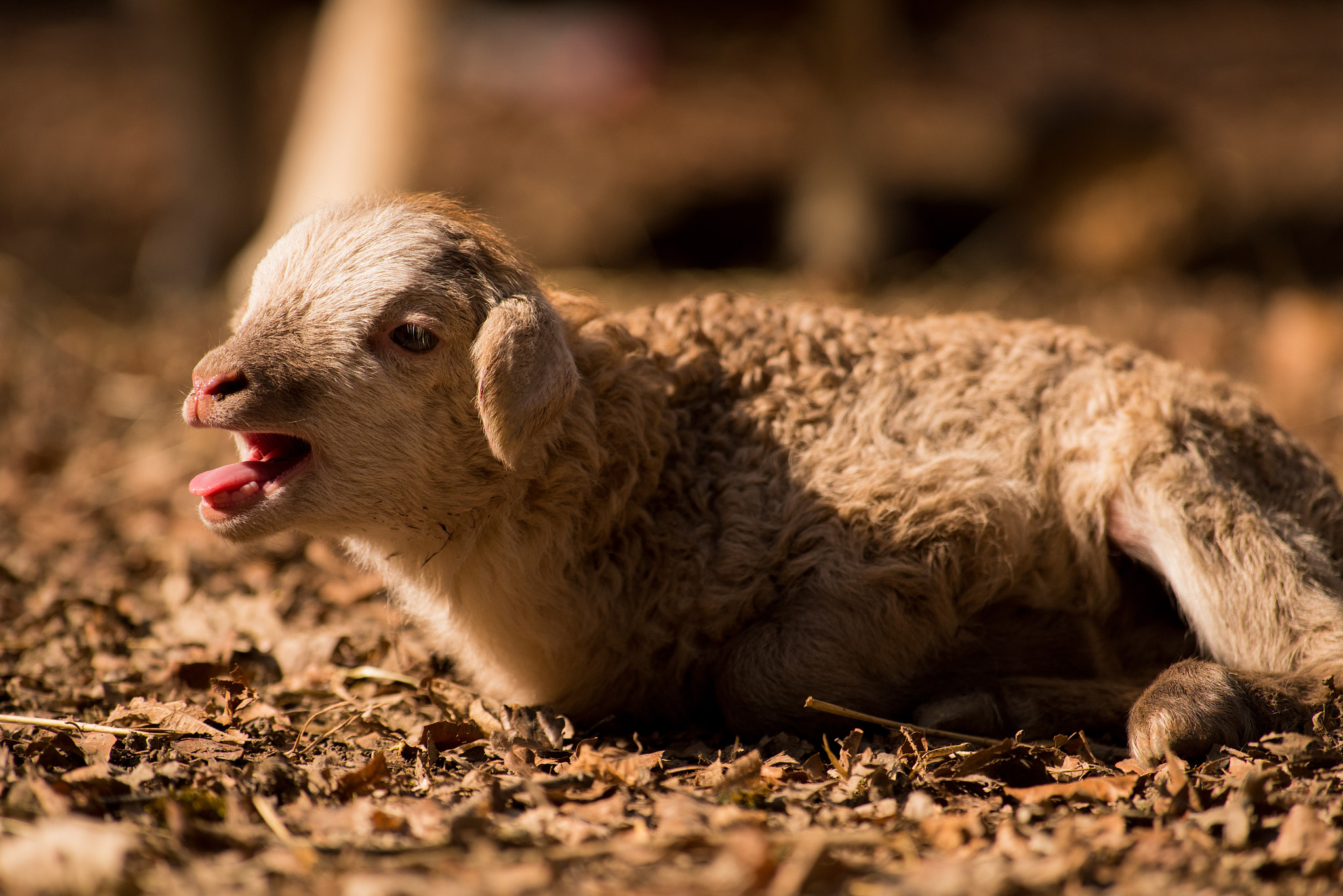 Nikon AF-S Nikkor 300mm F2.8G ED-IF VR sample photo. Little lamb photography