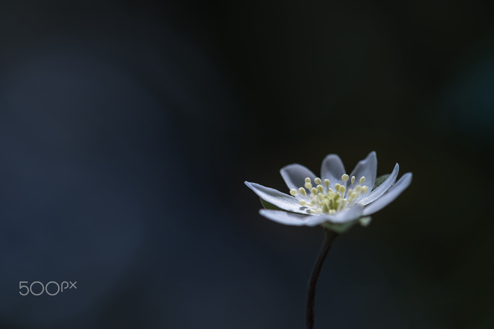 Nikon AF-S Micro-Nikkor 105mm F2.8G IF-ED VR sample photo. Hepatica nobilis photography