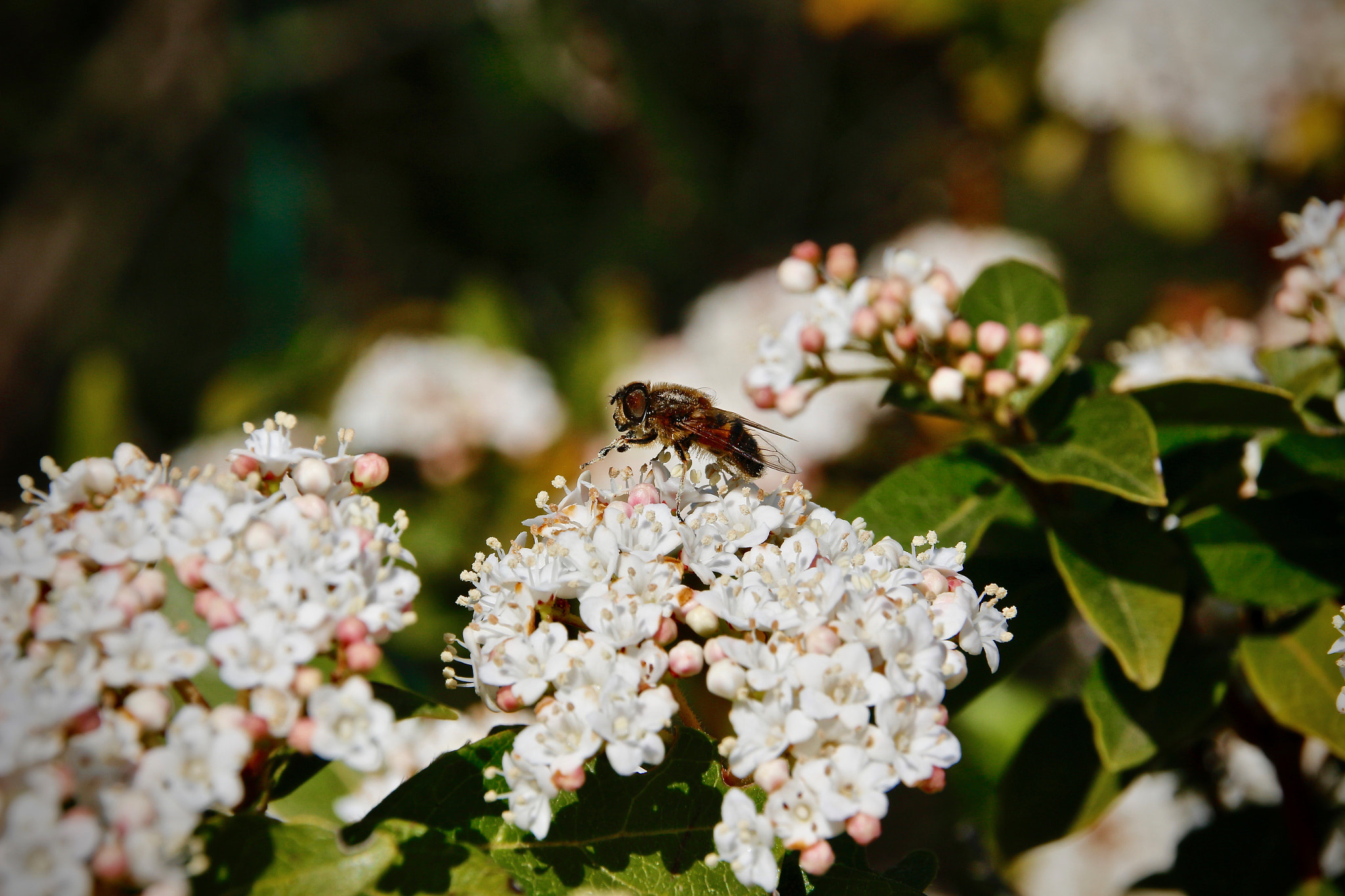 Canon EOS 100D (EOS Rebel SL1 / EOS Kiss X7) sample photo. Bee photography