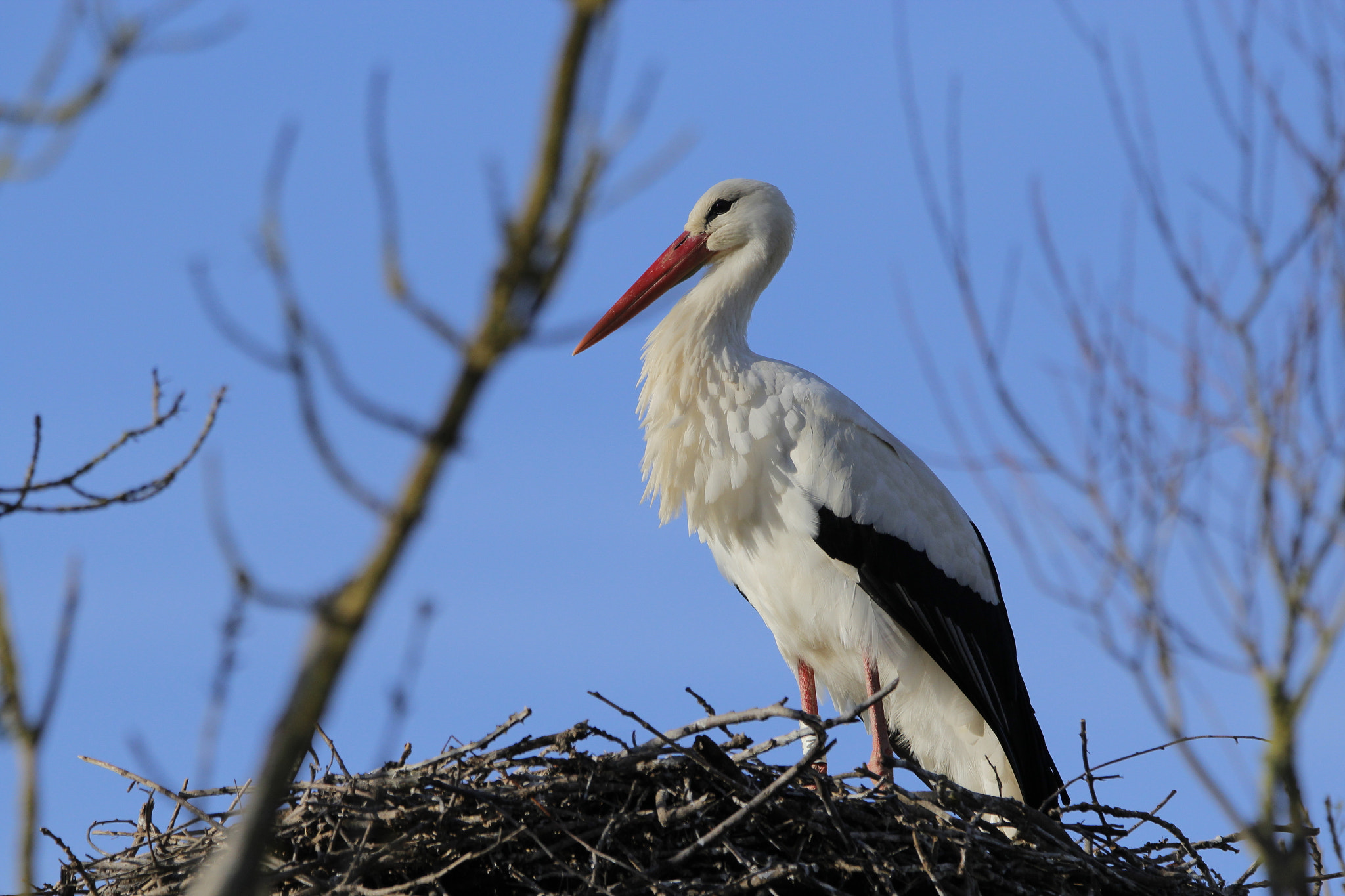 Tamron SP 150-600mm F5-6.3 Di VC USD sample photo. Cigüeña blanca photography