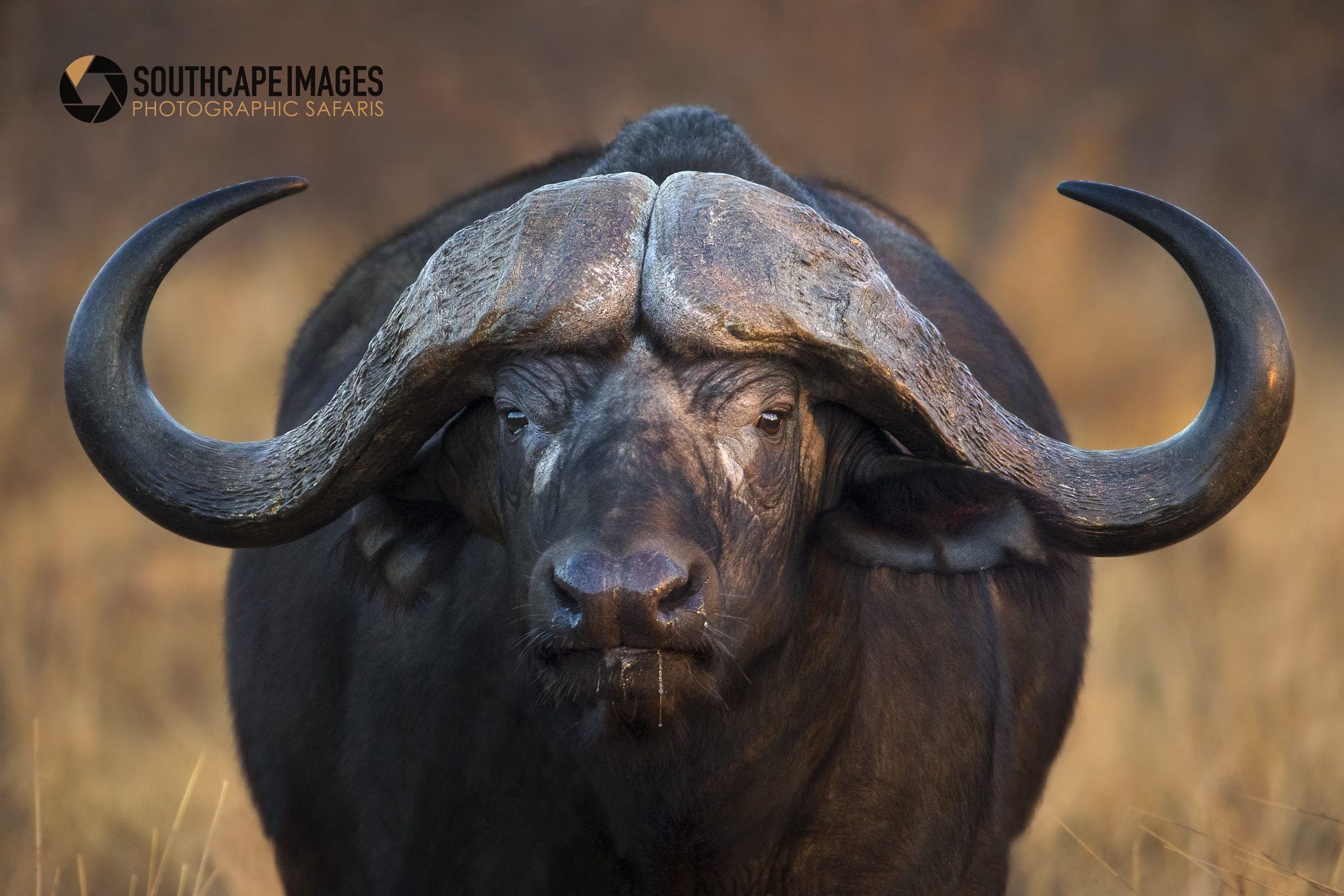 Canon EF 200-400mm F4L IS USM Extender 1.4x sample photo. Big horns photography