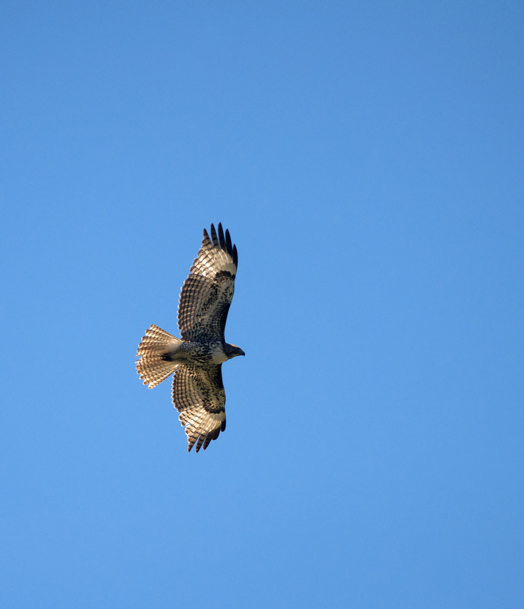 Nikon D5000 sample photo. Wild and free photography