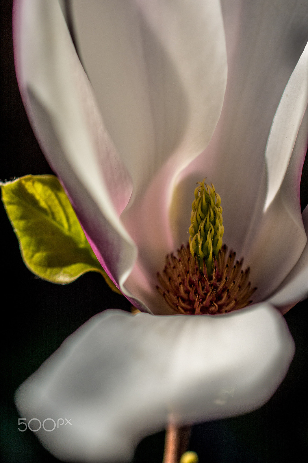 Nikon D7100 sample photo. Tree magnolia x soulangeana flower photography