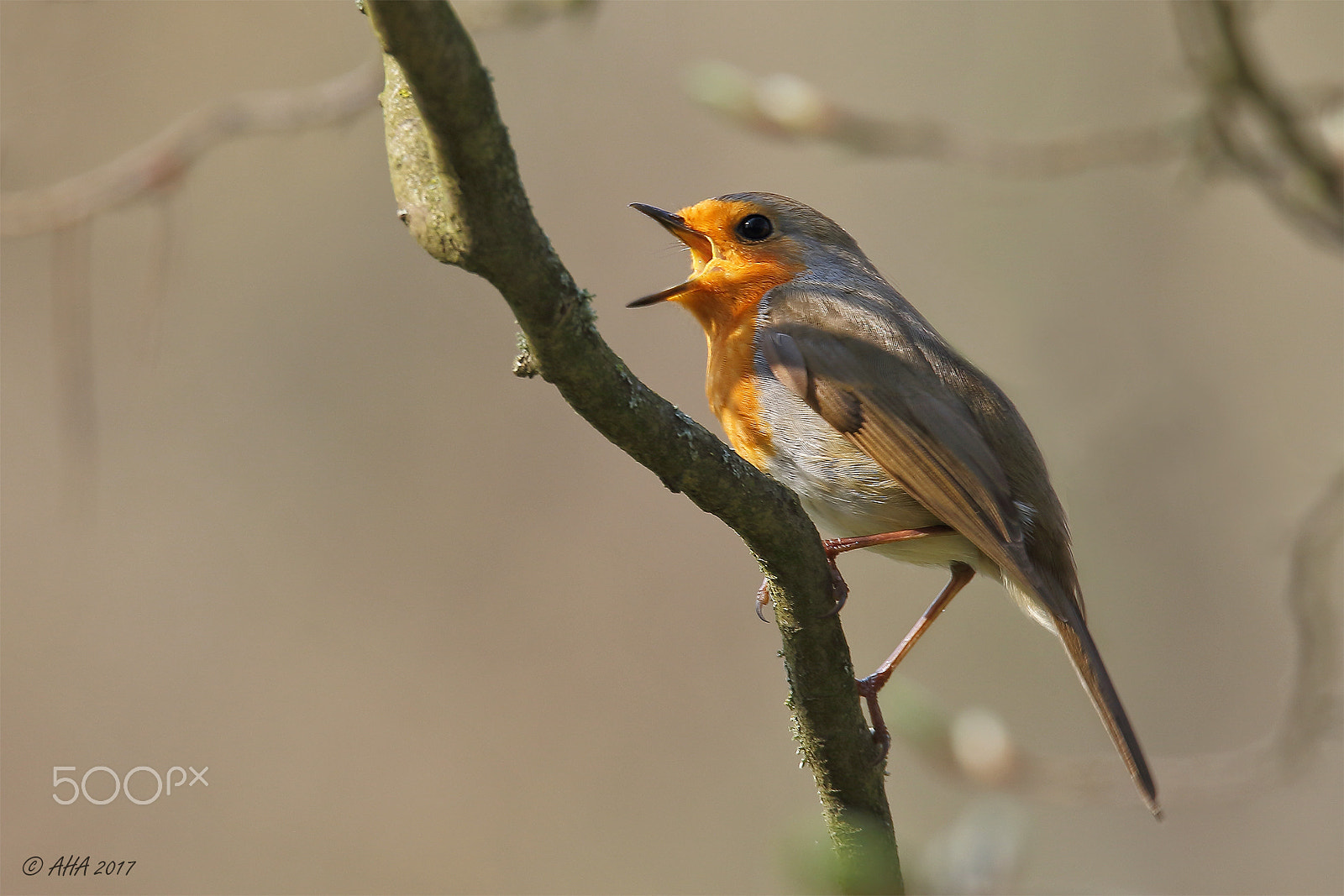 150-600mm F5-6.3 DG OS HSM | Sports 014 sample photo. Robin the singer photography