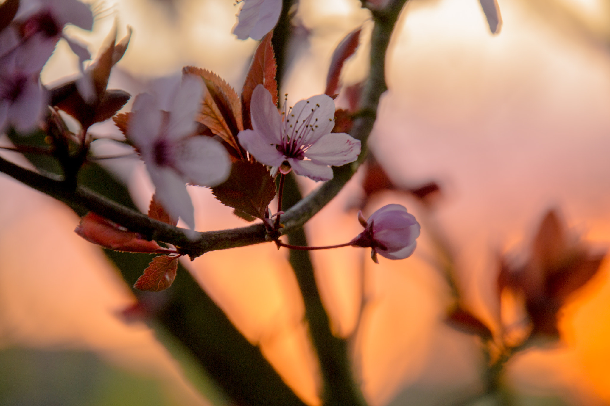 Nikon D3100 sample photo. Soft photography