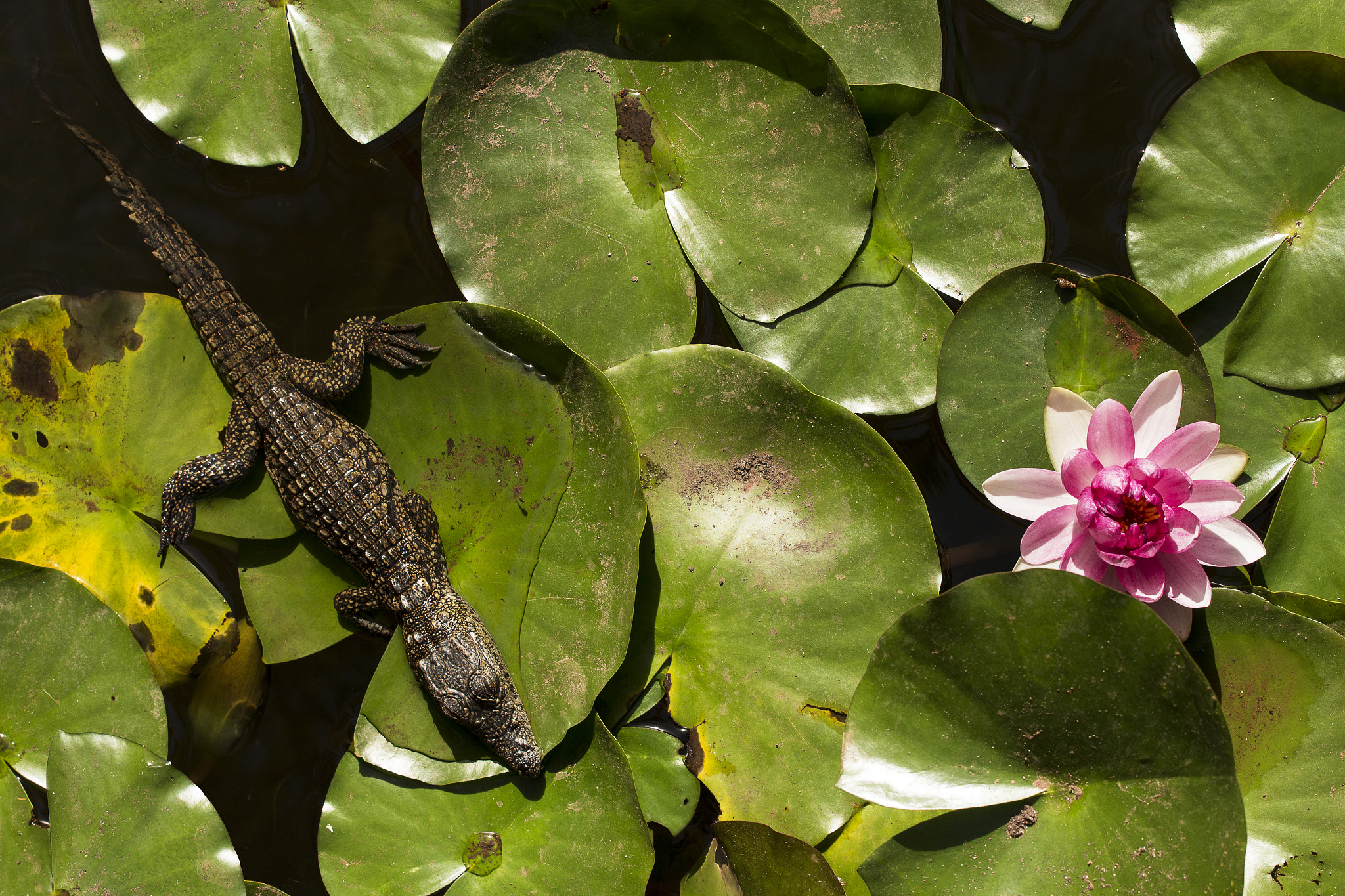 Canon EOS 70D + Canon EF 70-200mm F4L USM sample photo. Crocodile & nymphaea photography