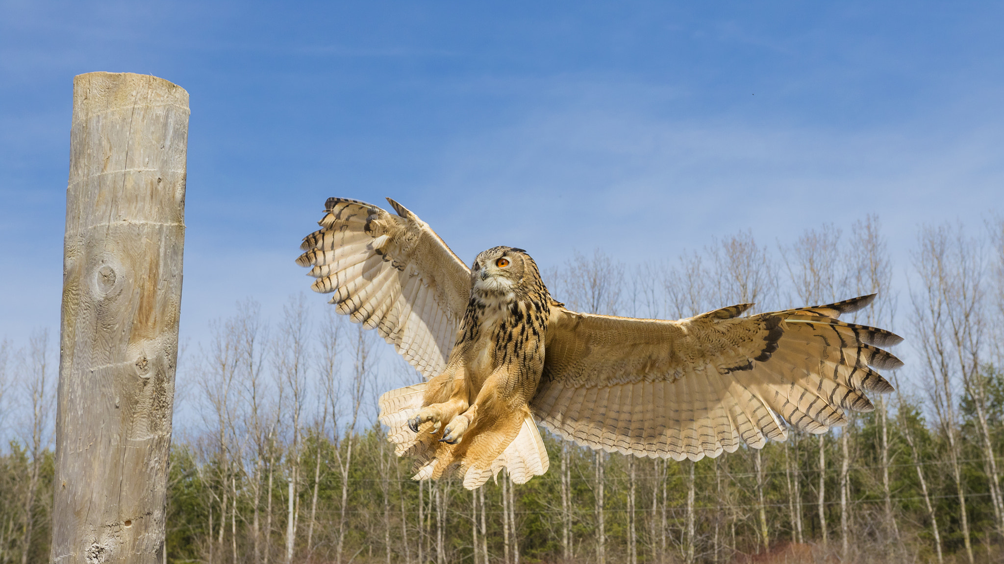 Canon EOS 7D Mark II + Sigma 18-35mm f/1.8 DC HSM sample photo. Mango landing photography